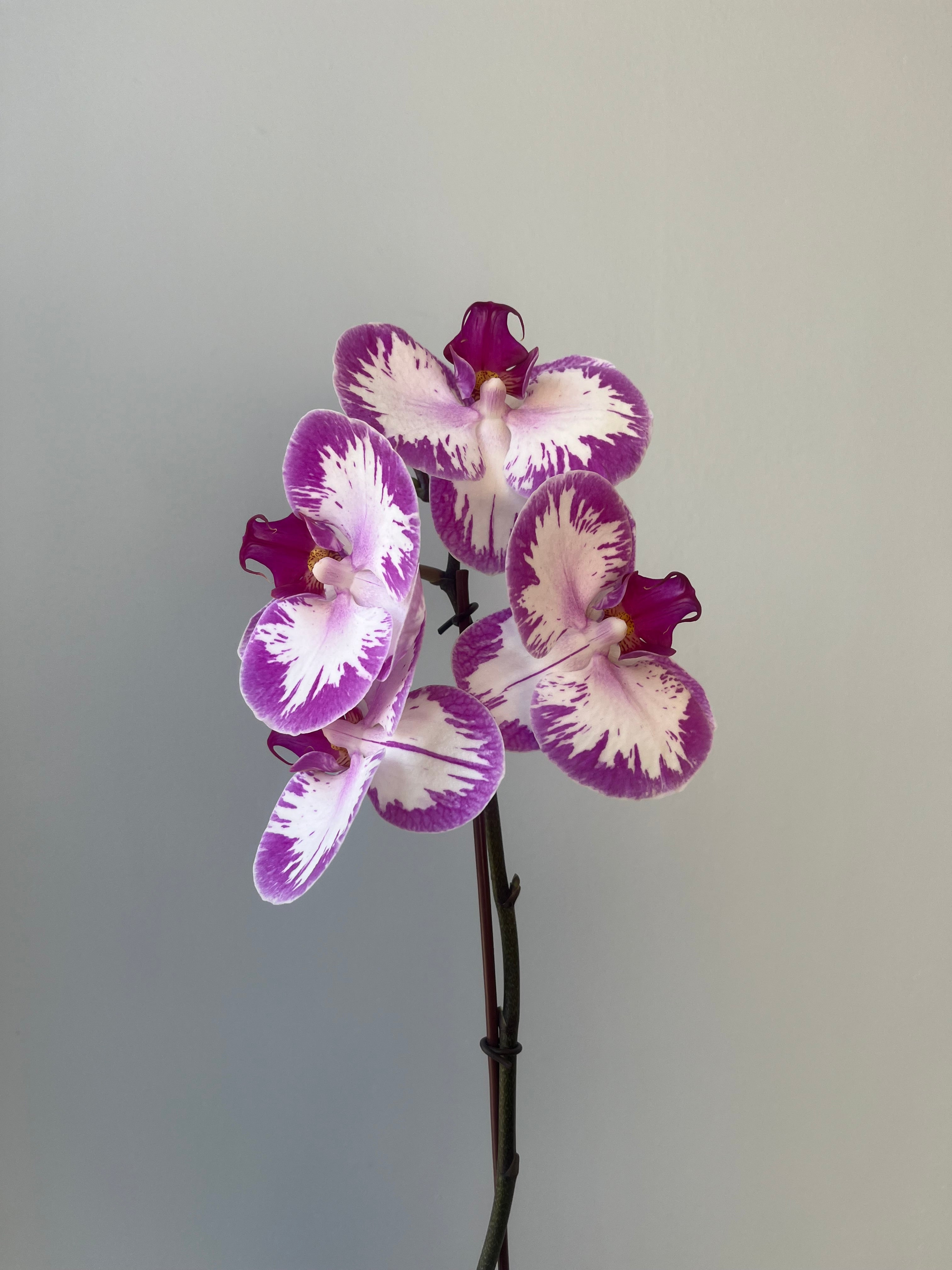 Orquídeas Variedad Grandes liquidación