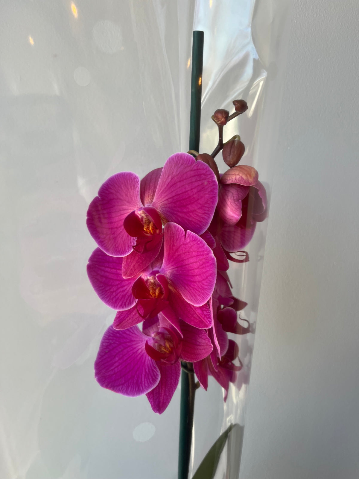Orquídea Coral