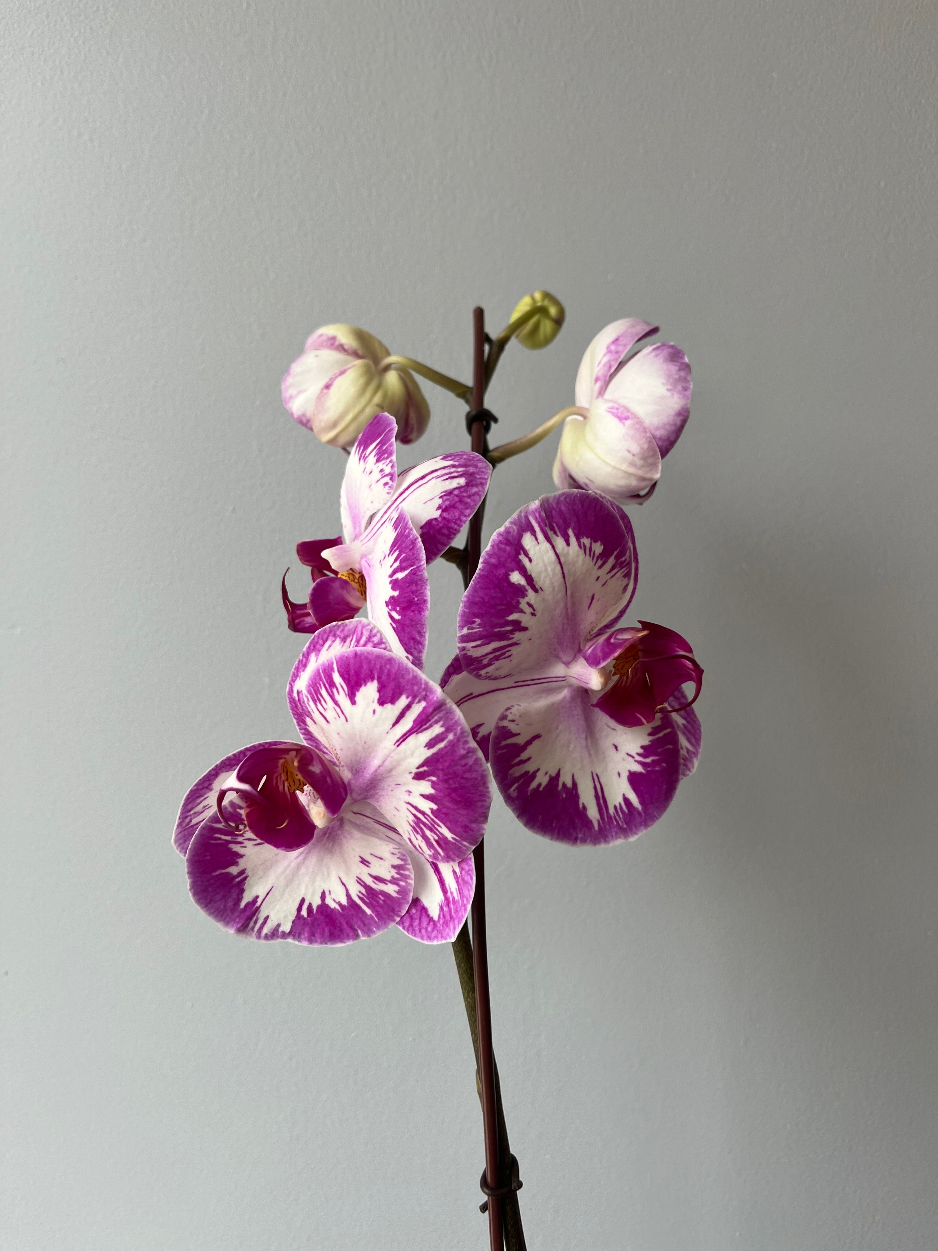 Orquídea Blanca Violeta