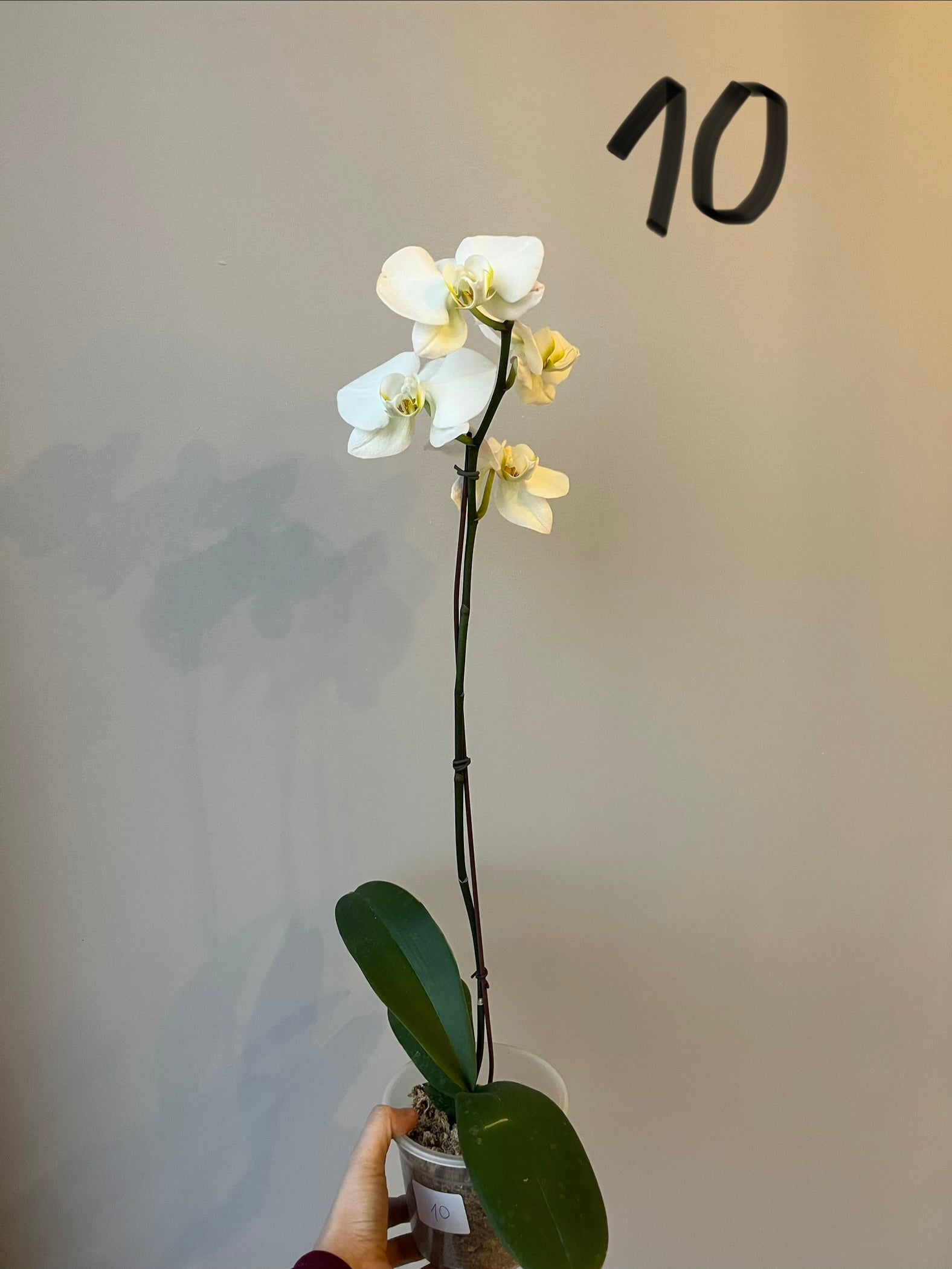 Orquídeas Grandes Blancas