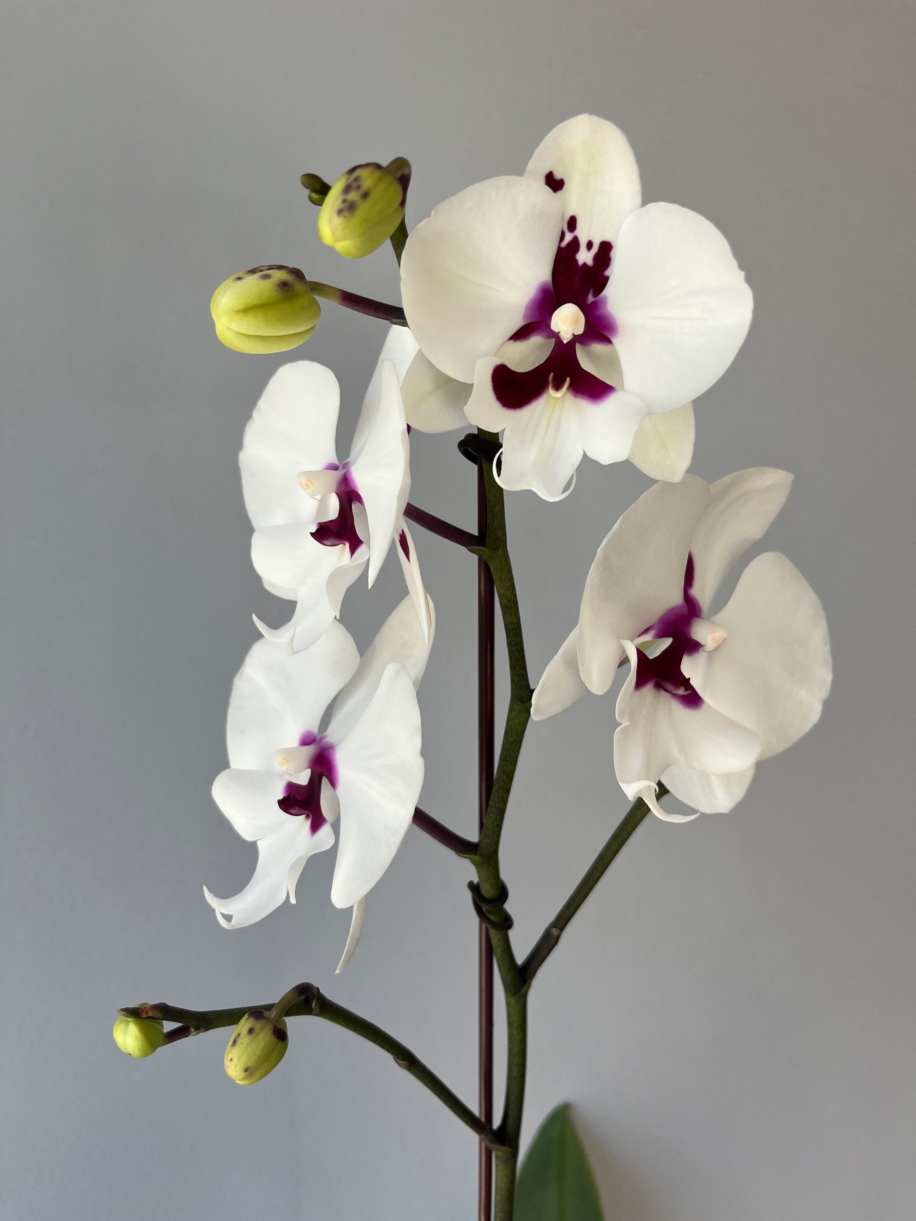 Orquídea Blanca Centro Morado Una Vara