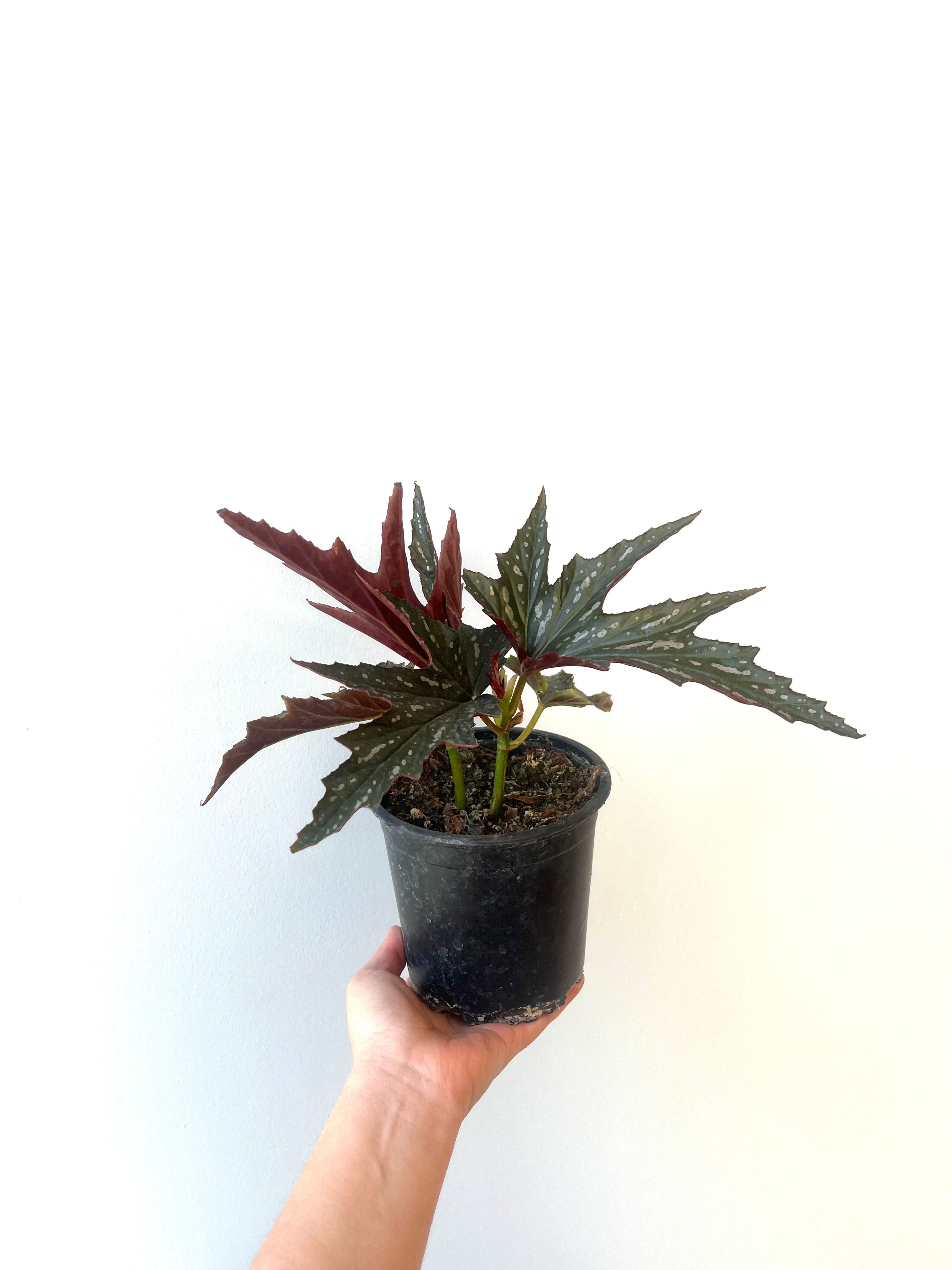 Begonia
