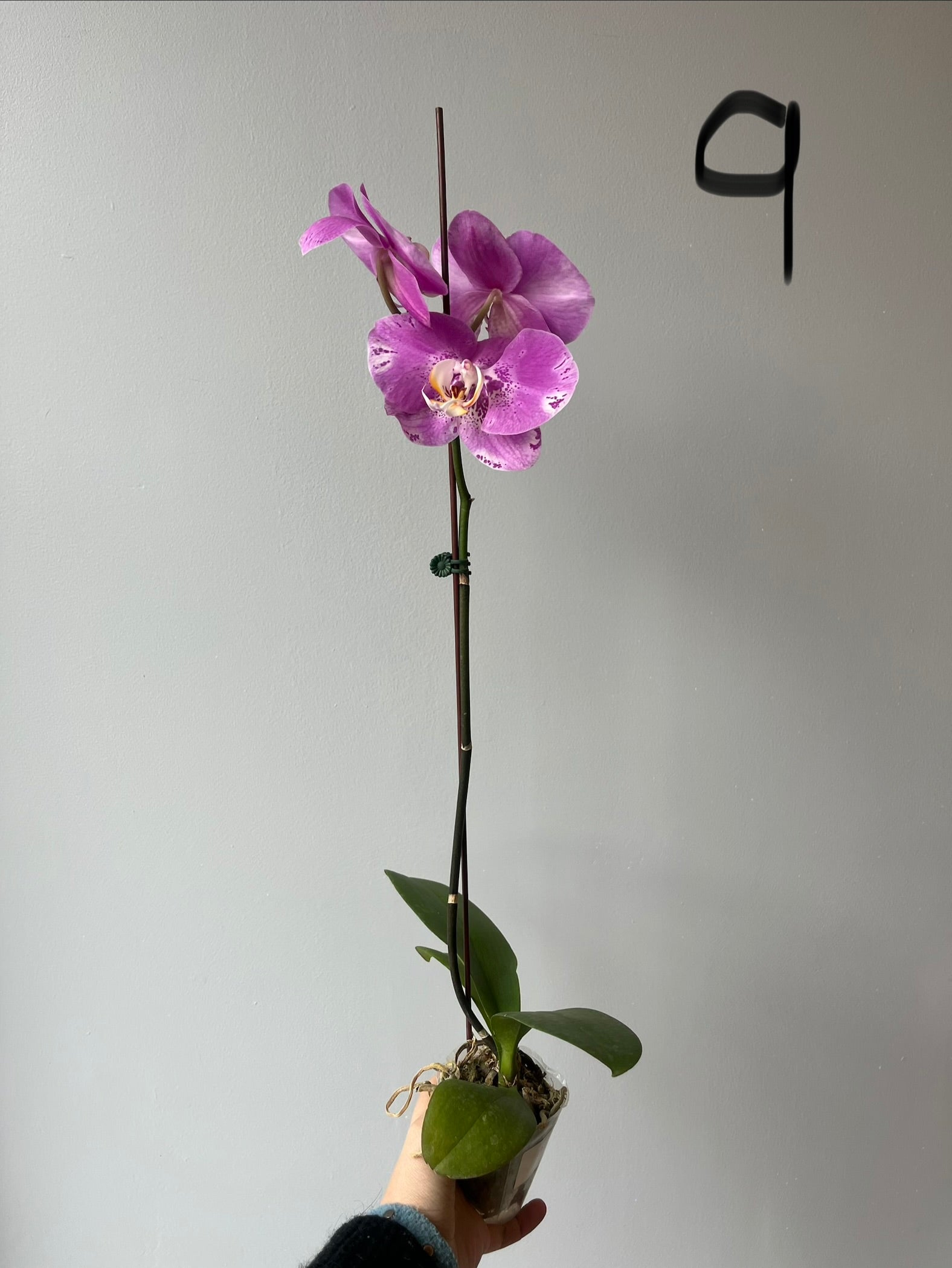 Orquídeas Medianas Fucsias Tonos
