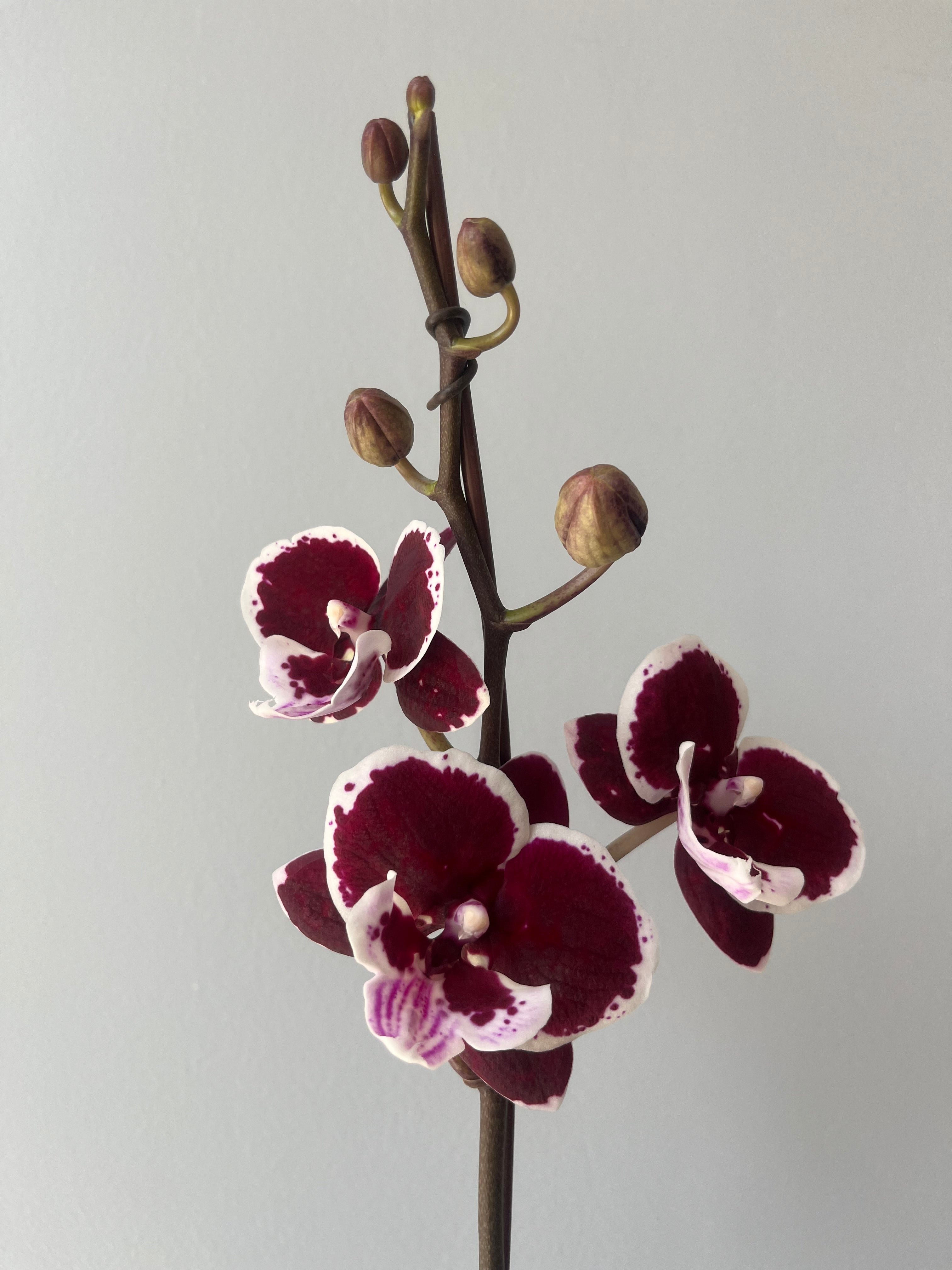 Orquídea Pequeña Dark Purple