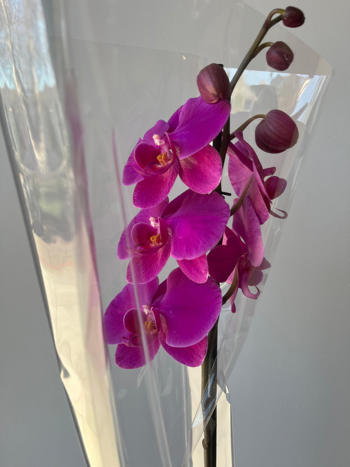 Orquídea Fucsia