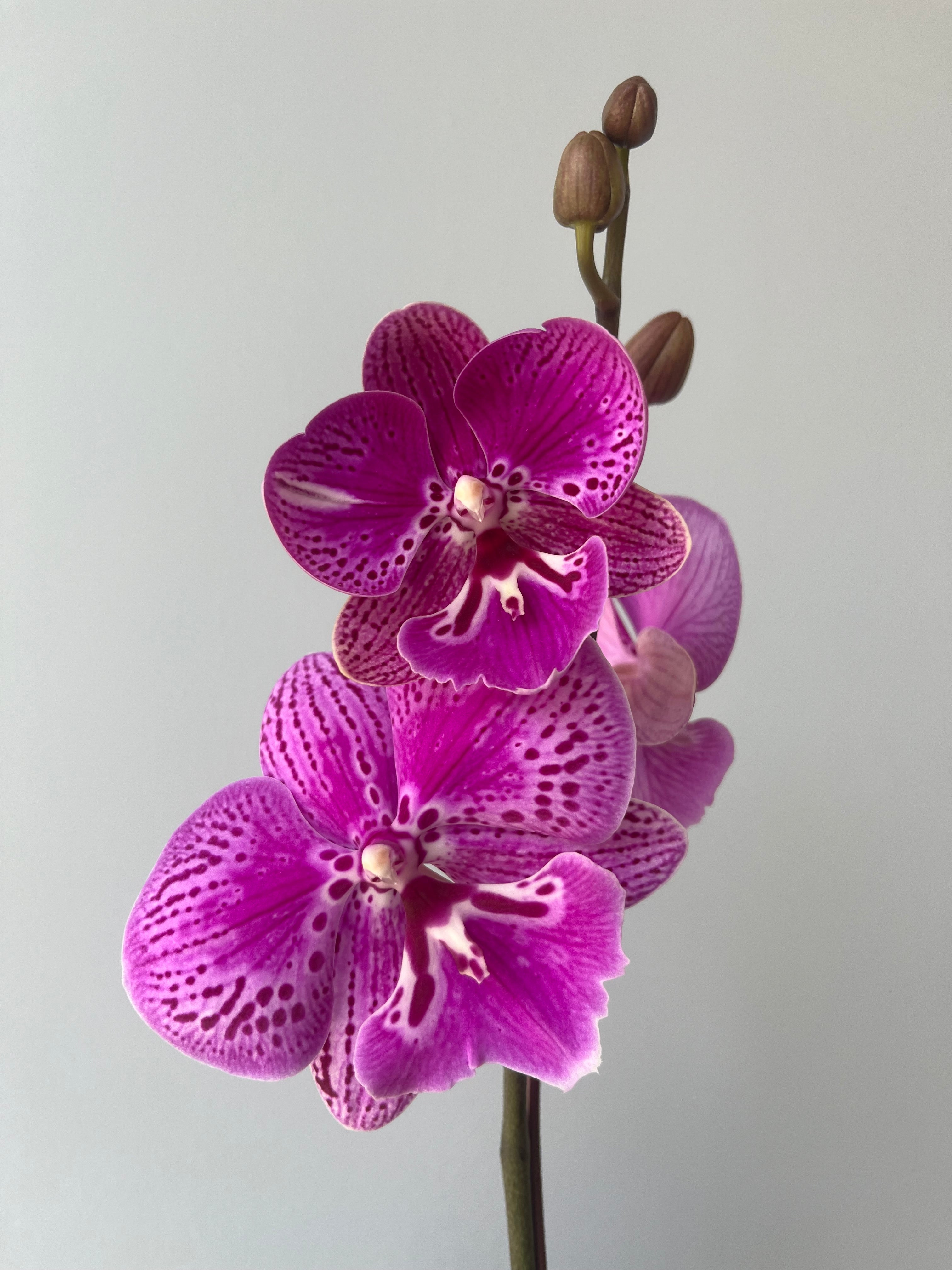 Orquídea Pequeña Fucsia Mariposa