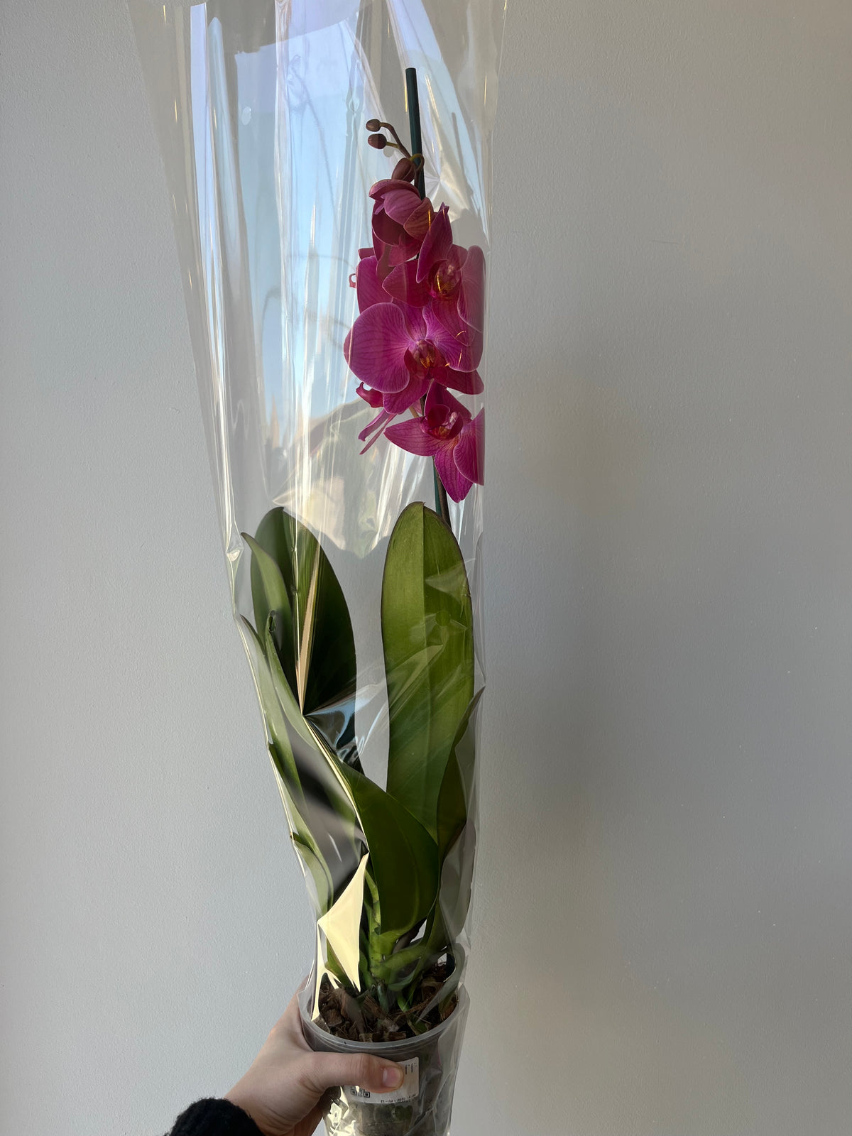 Orquídea Coral