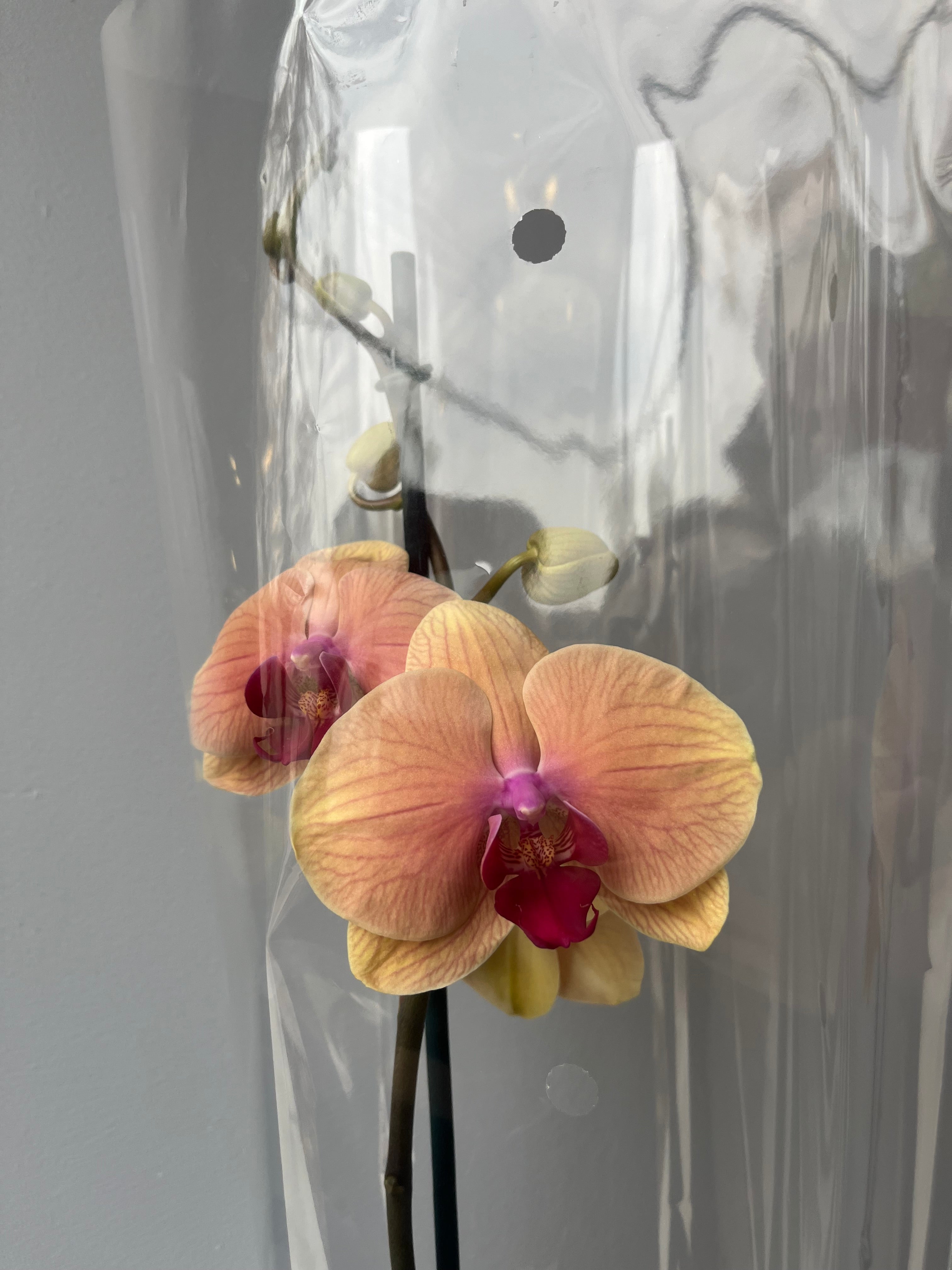 Orquídea Anaranjada