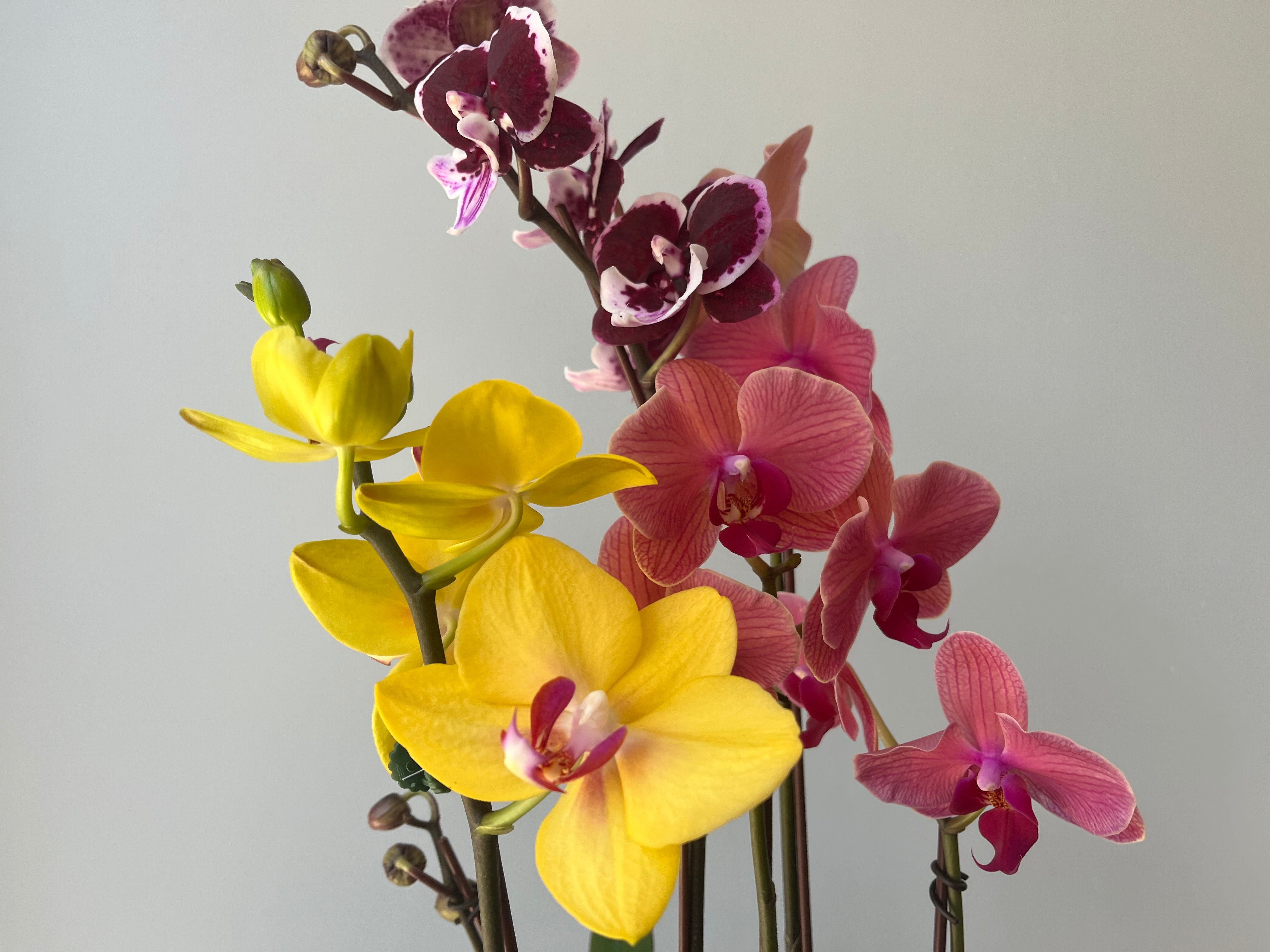 Arreglo de 3 Orquídeas Medianas en Base de Vidrio