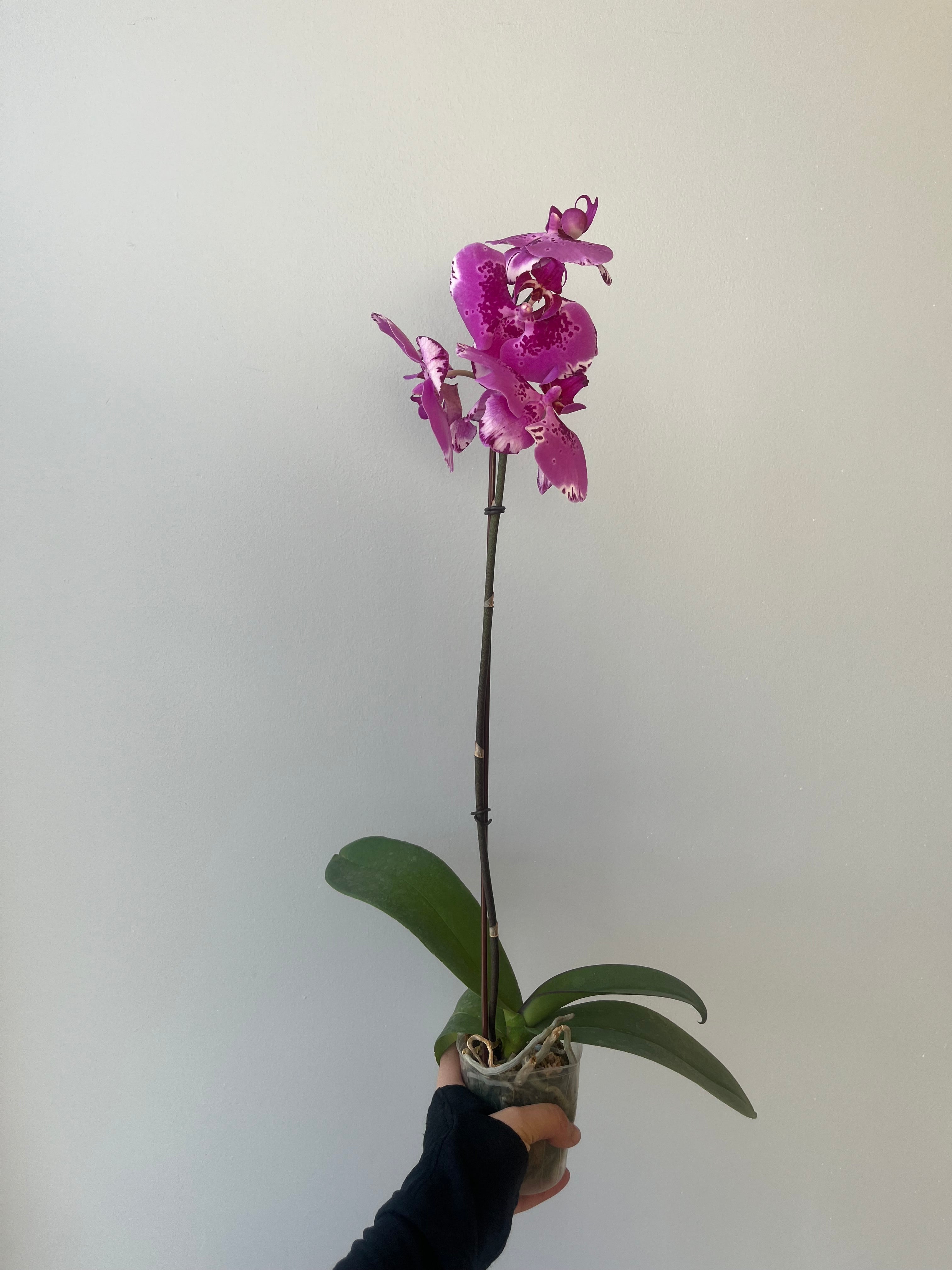 Orquídea Fucsia Rosa Grande Liquidación
