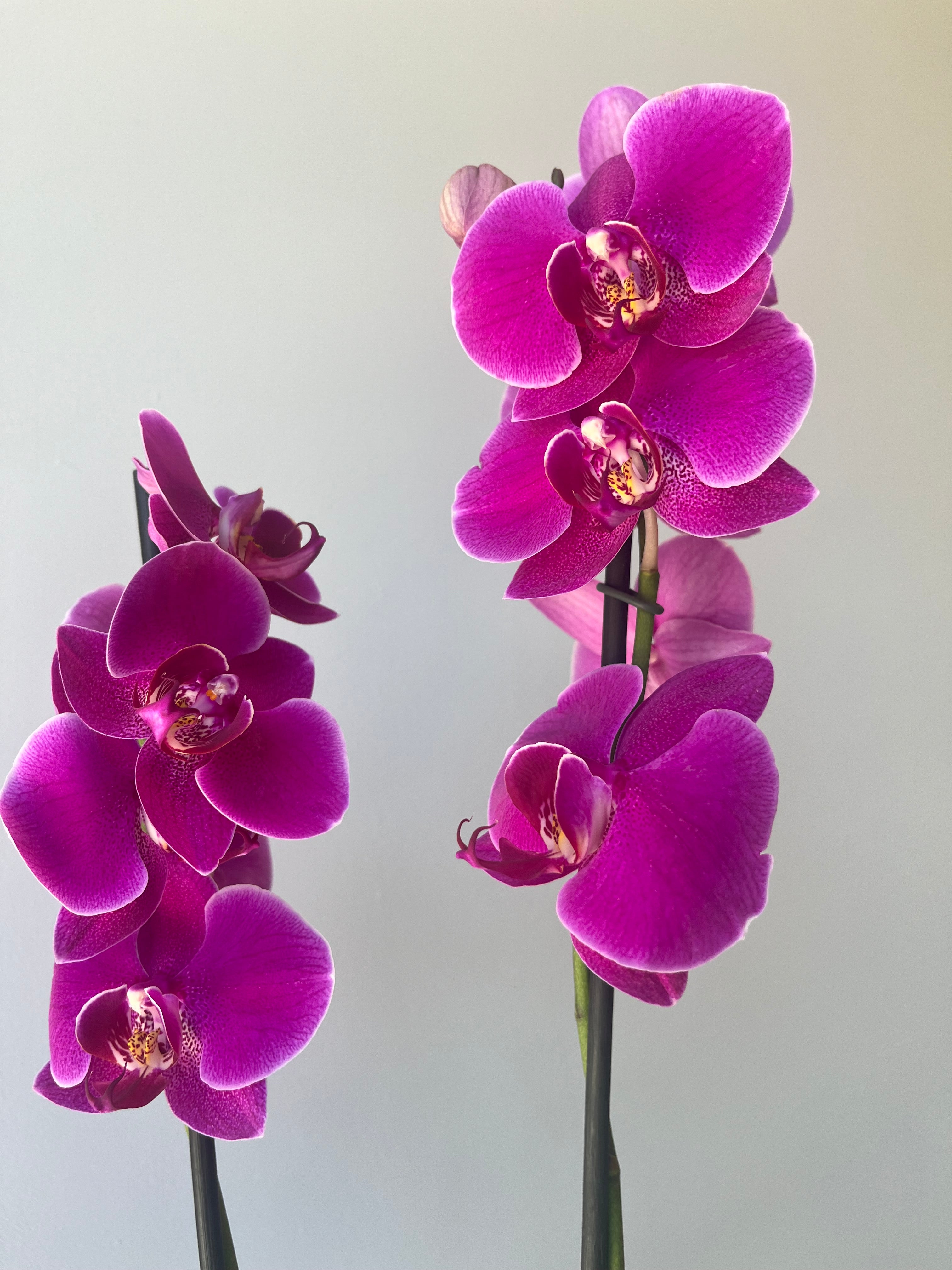 Orquídea Fucsia Dos Varas