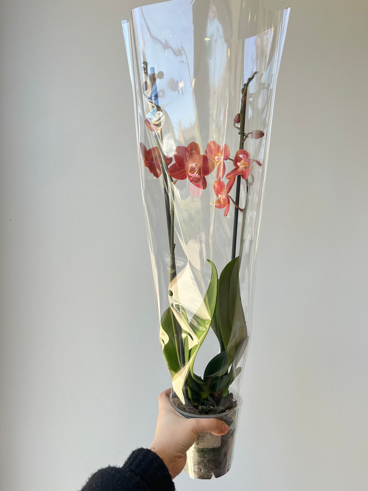 Orquídea Anaranjada