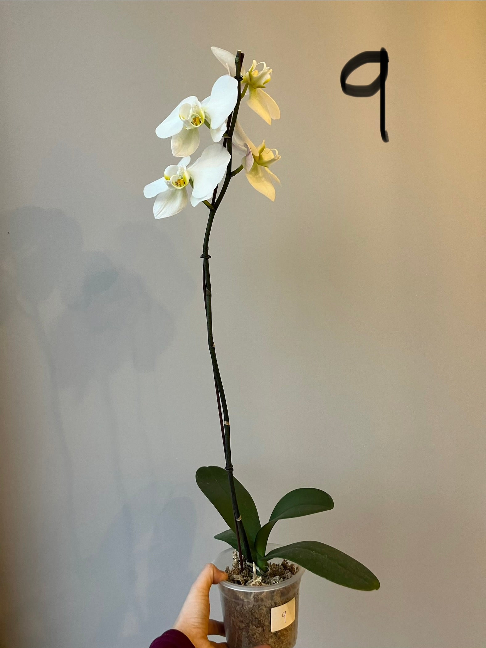 Orquídeas Grandes Blancas