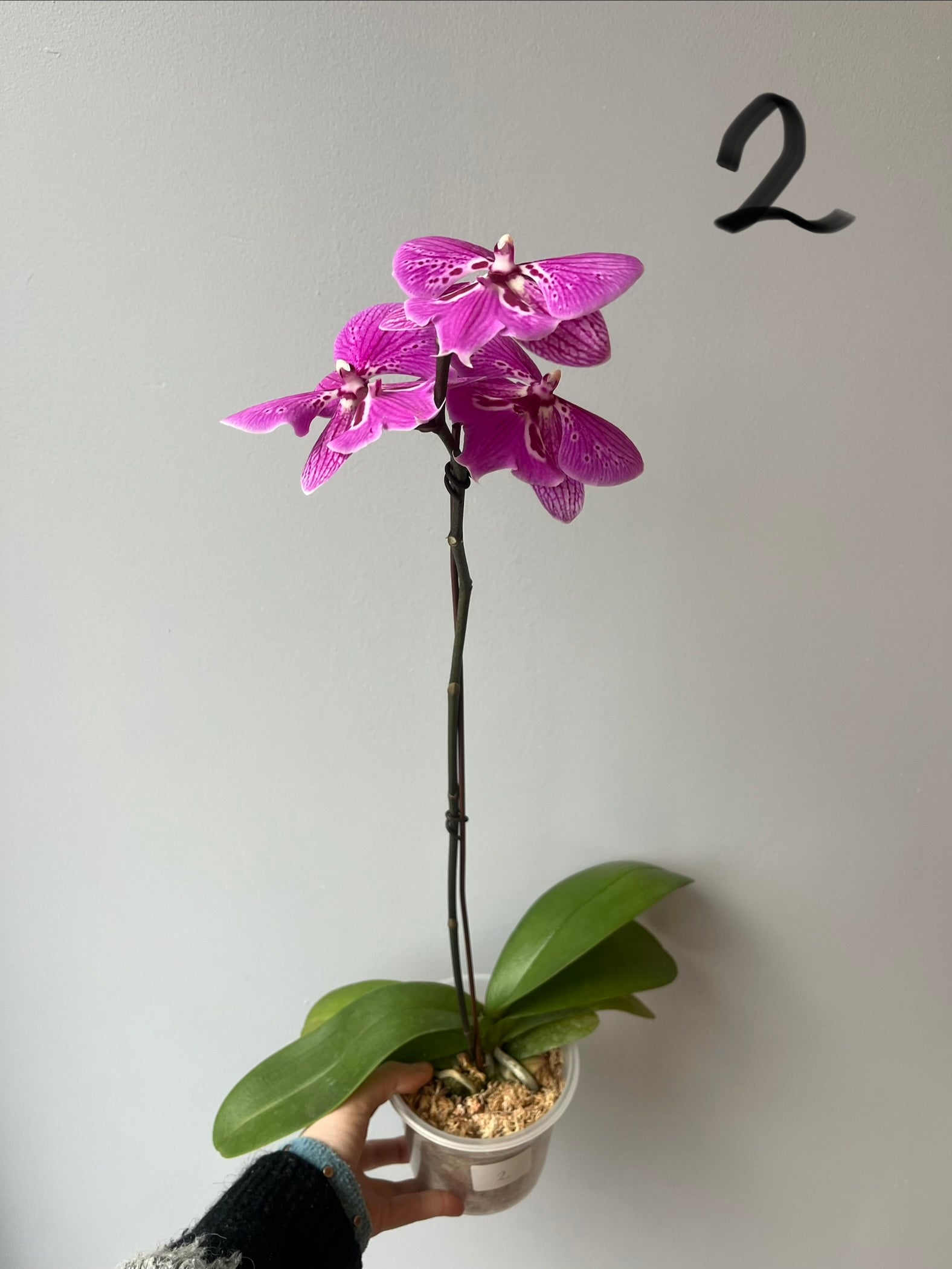 Orquídeas Grandes Fucsias  Tonos