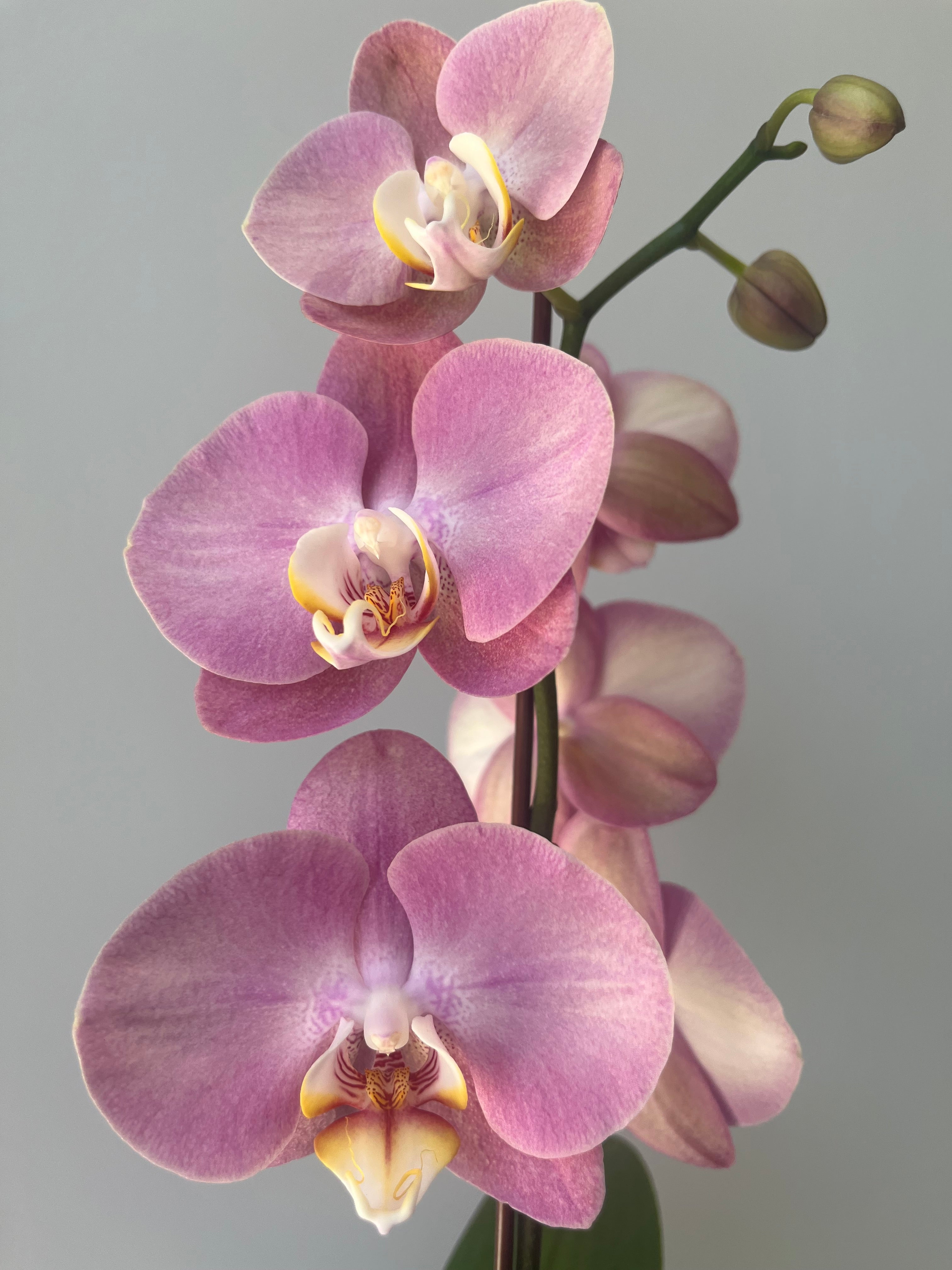 Orquídea Pequeña Rosa Púrpura Una Vara