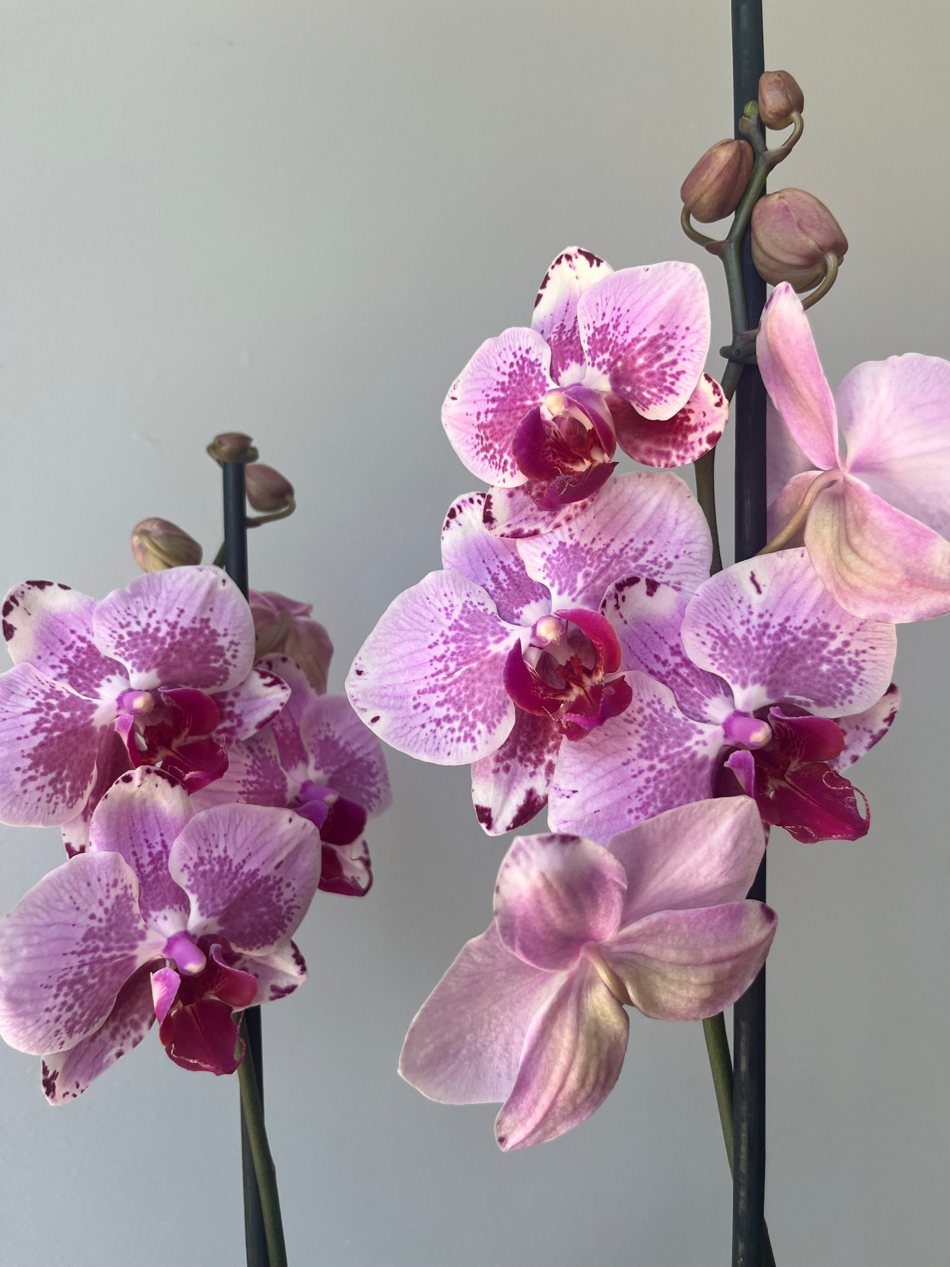 Orquídea Rosa Jaspeada Dos Varas