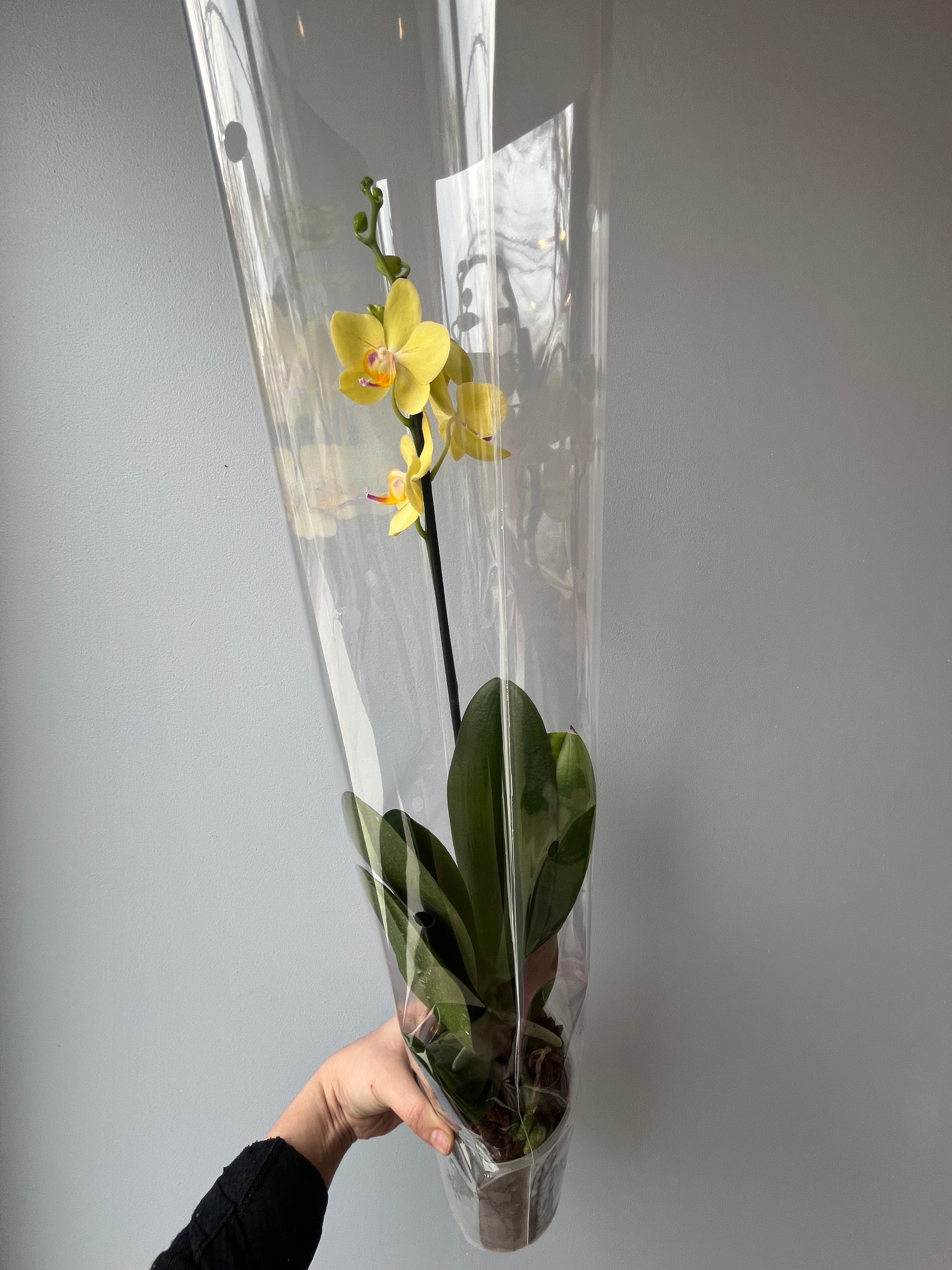 Orquídea Amarilla
