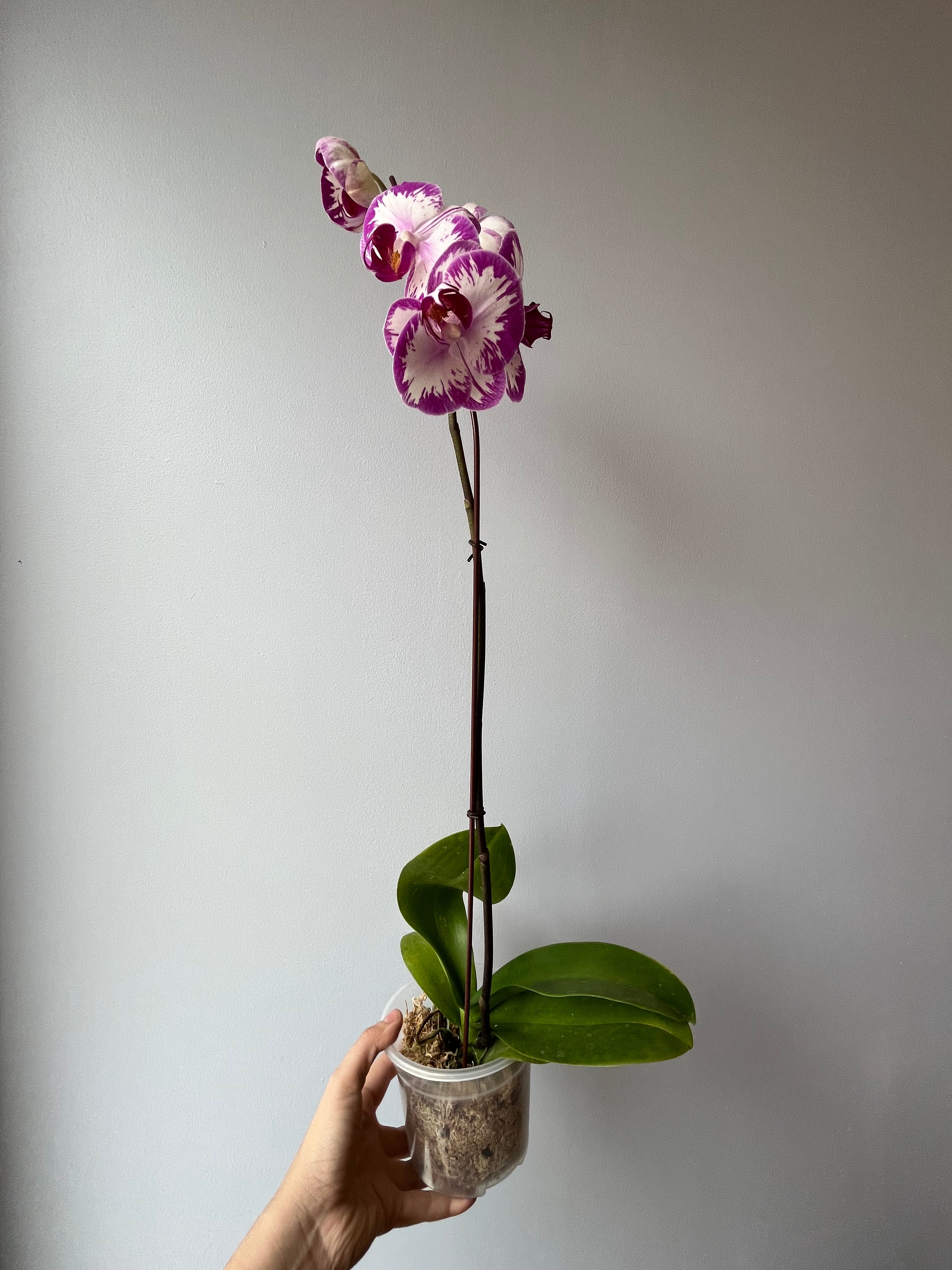 Orquídea Blanca Violeta