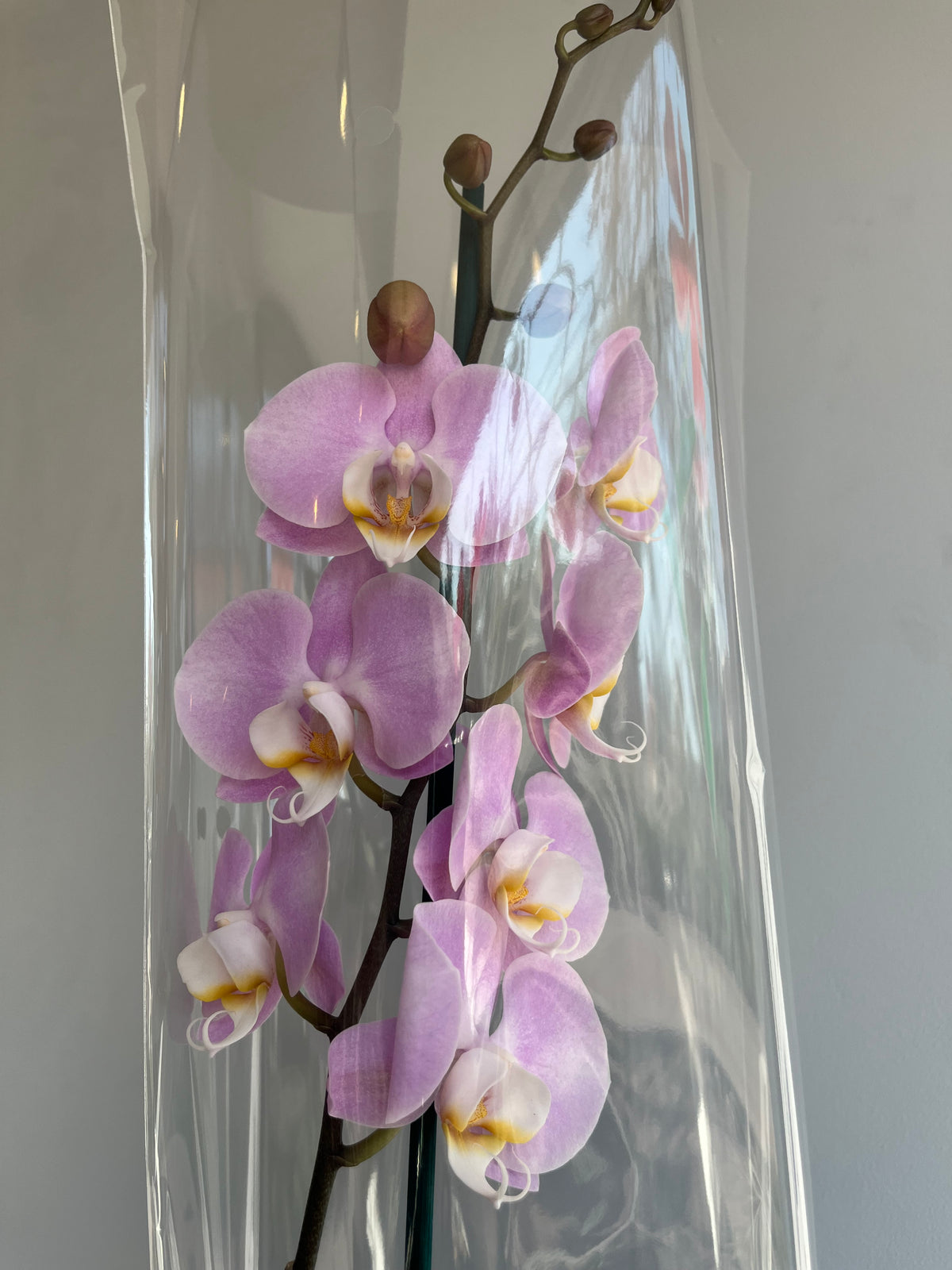 Orquídea Rosa Palo