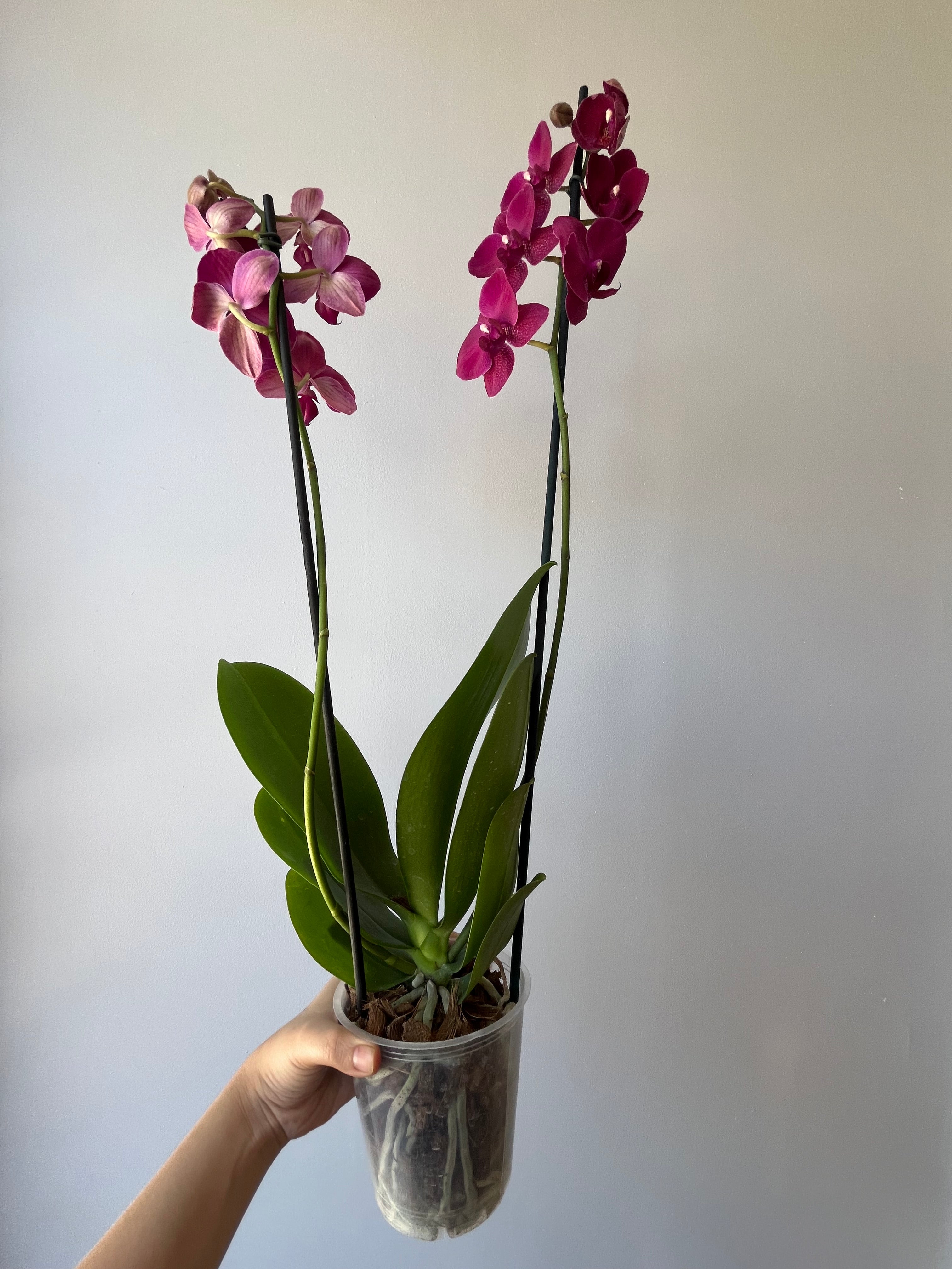 Orquídea Terracota Dos Varas