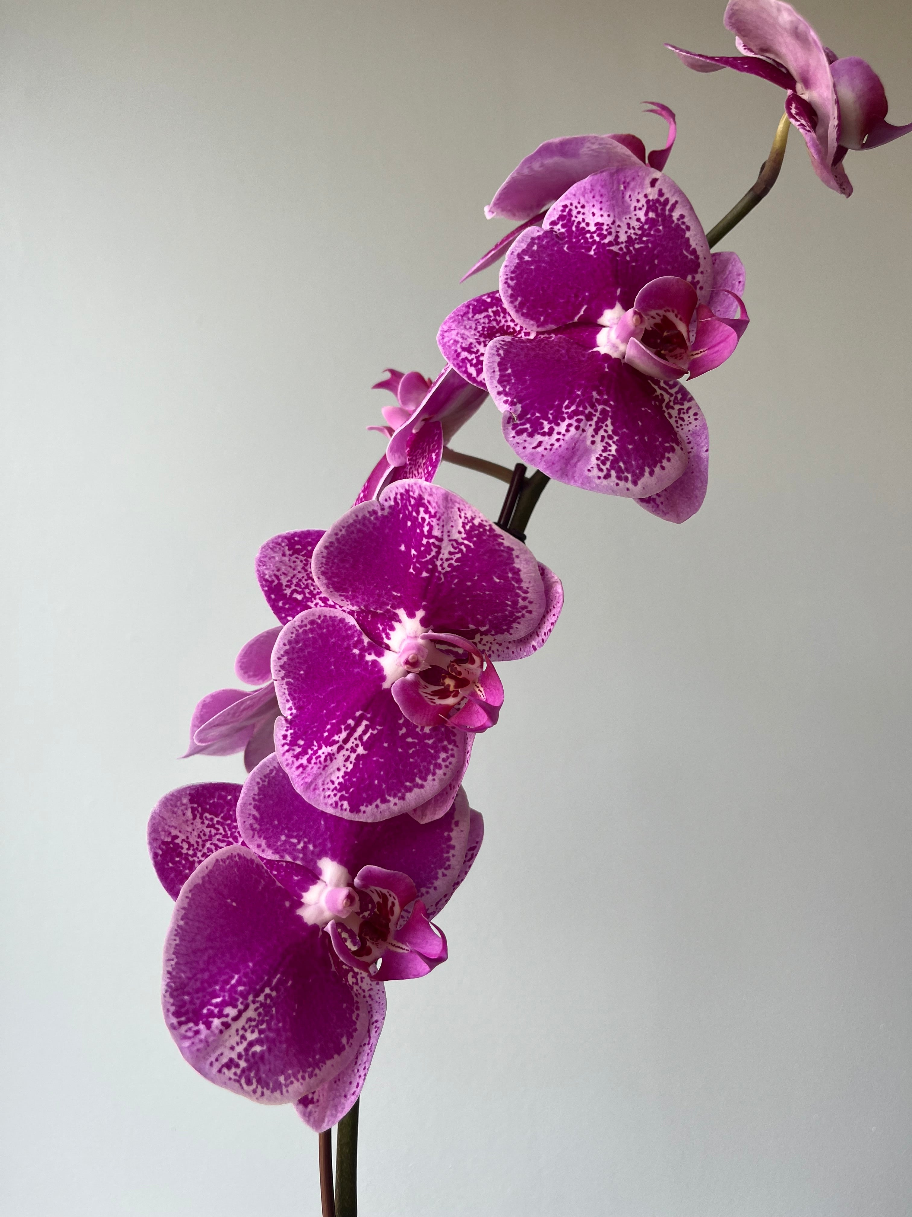 Orquídea Jaspeada Fucsia