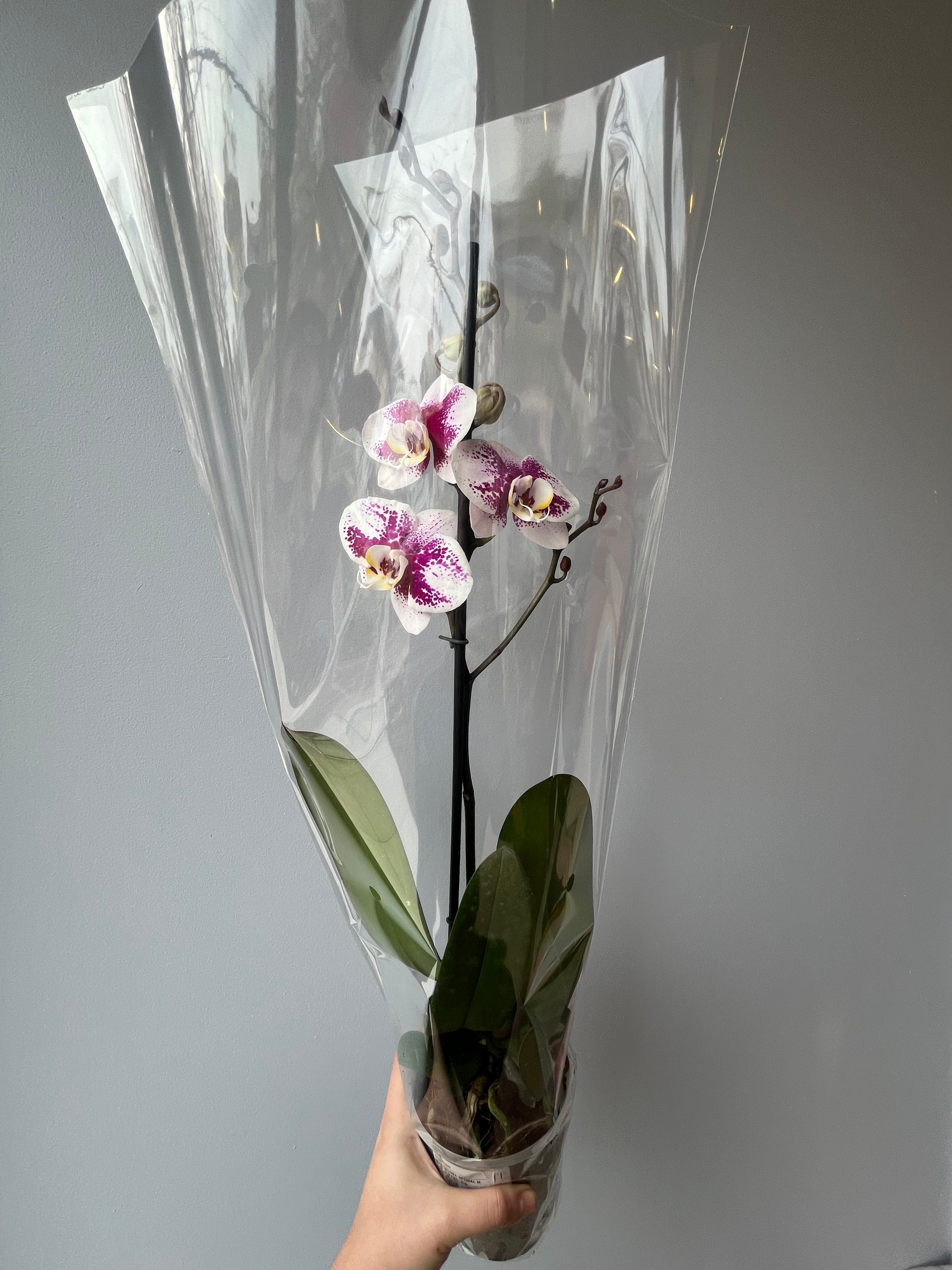 Orquídea Splash Morada