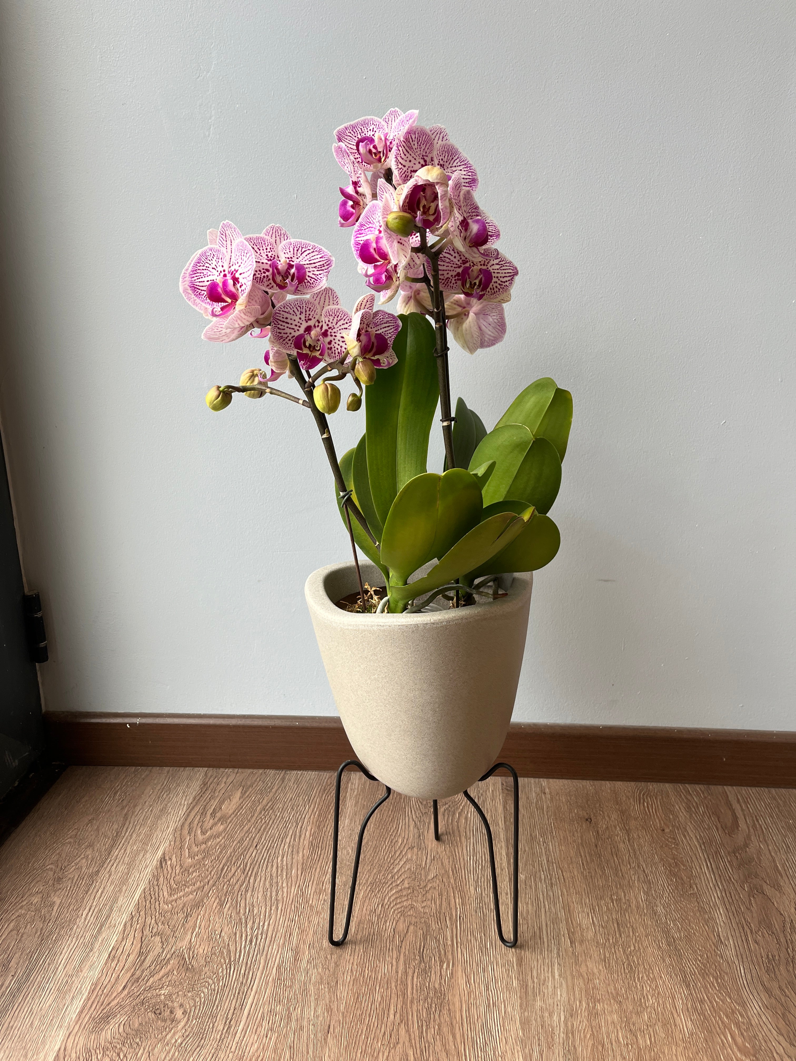 Arreglo de orquideas sutileza