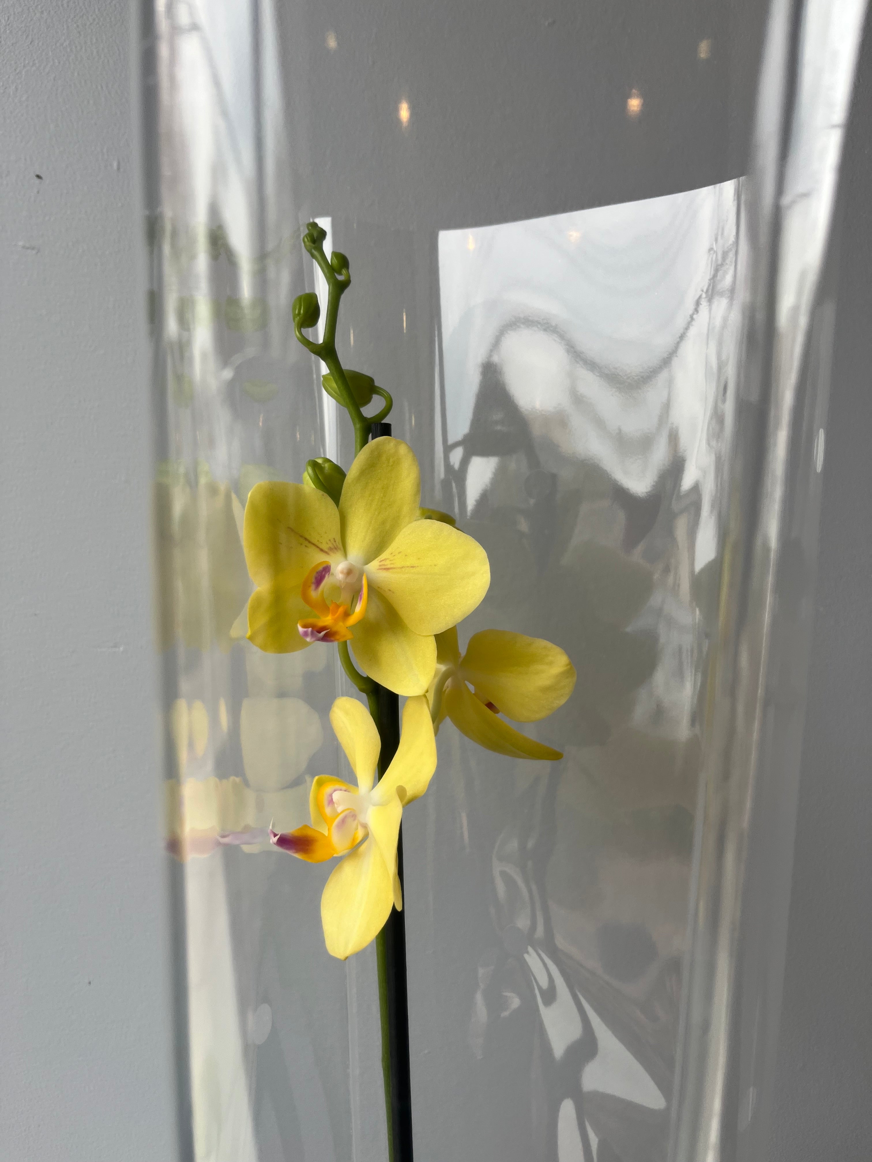Orquídea Amarilla