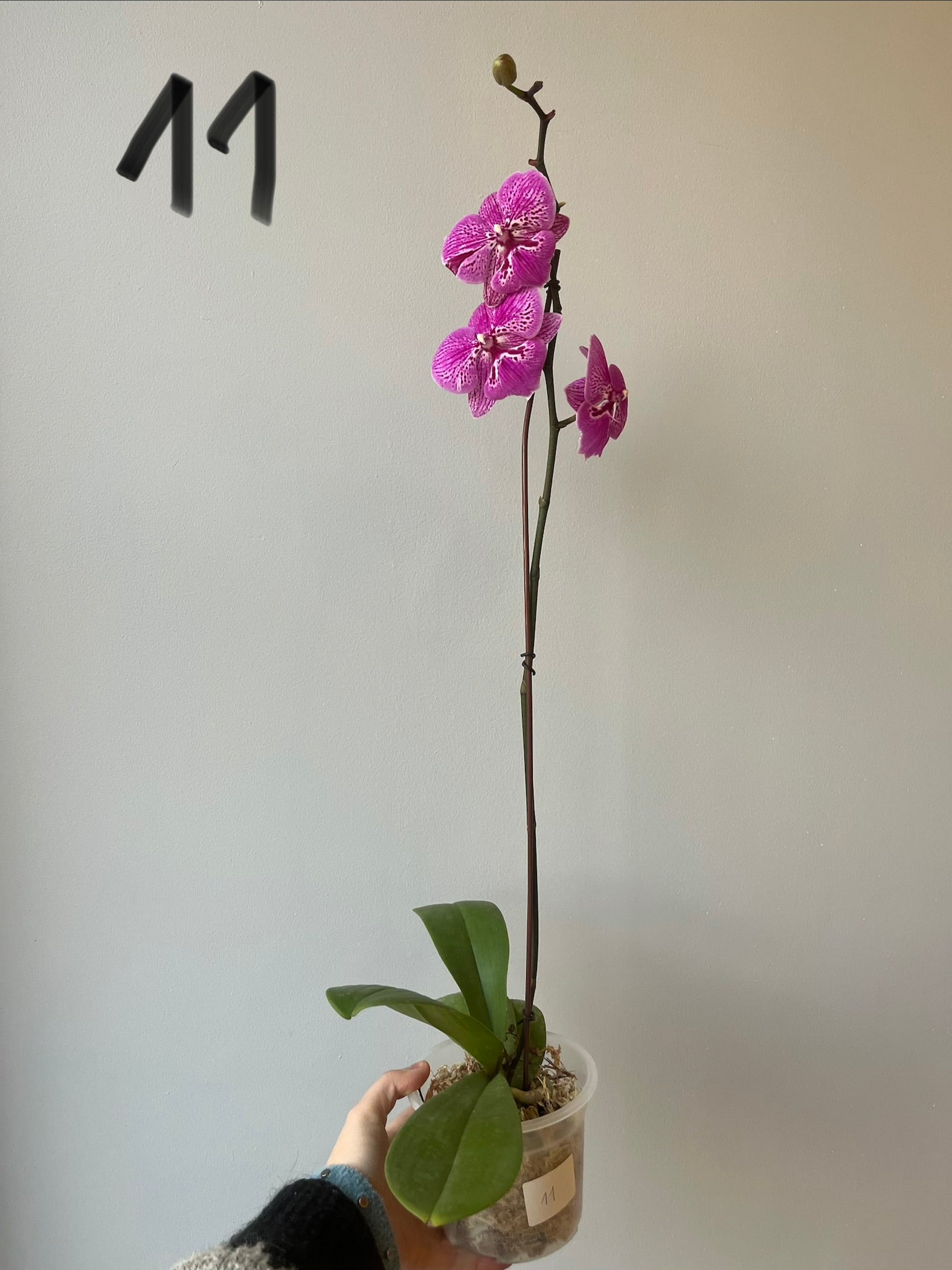 Orquídeas Grandes Fucsias  Tonos