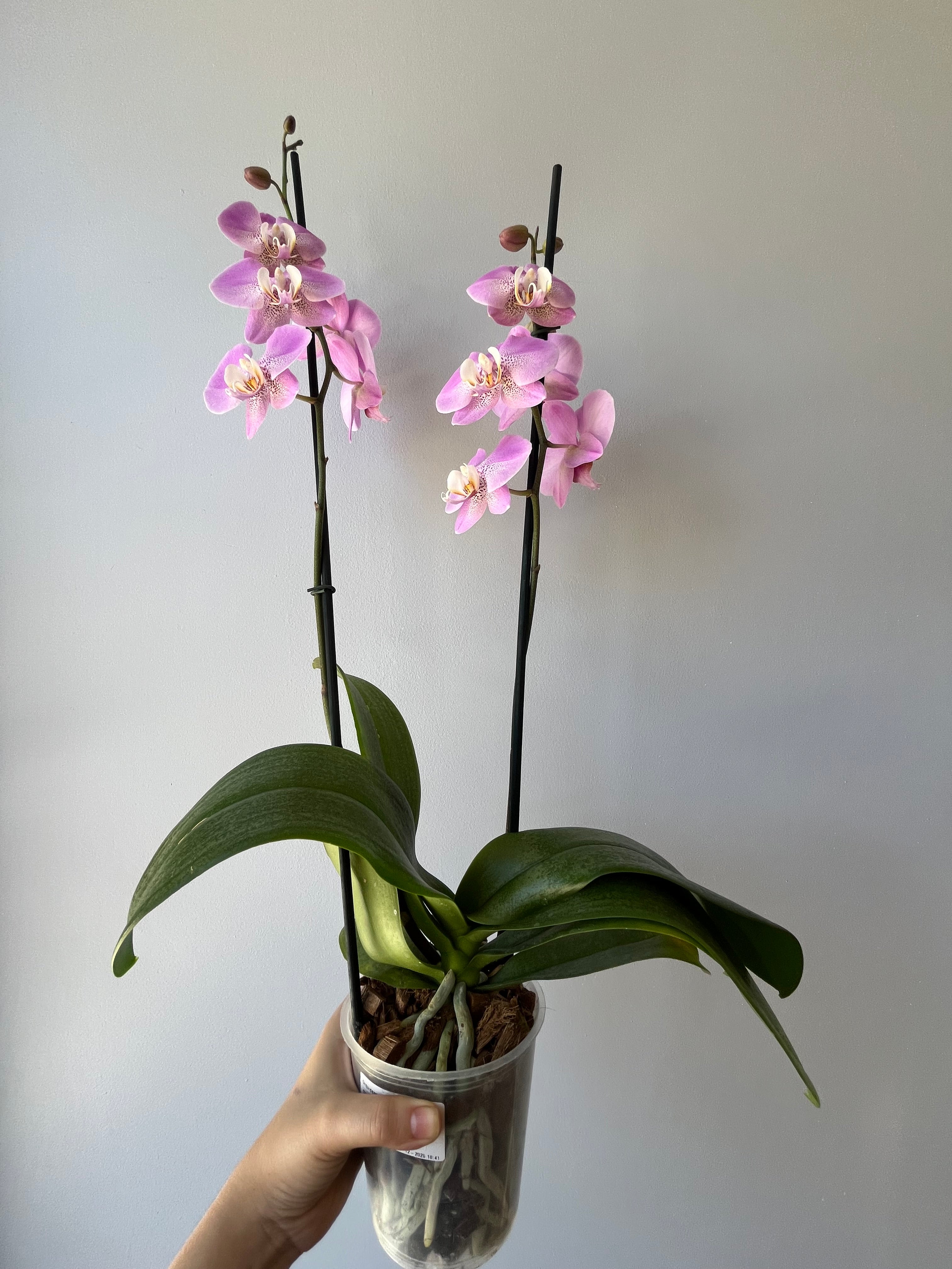 Orquídea Rosa Dos Varas