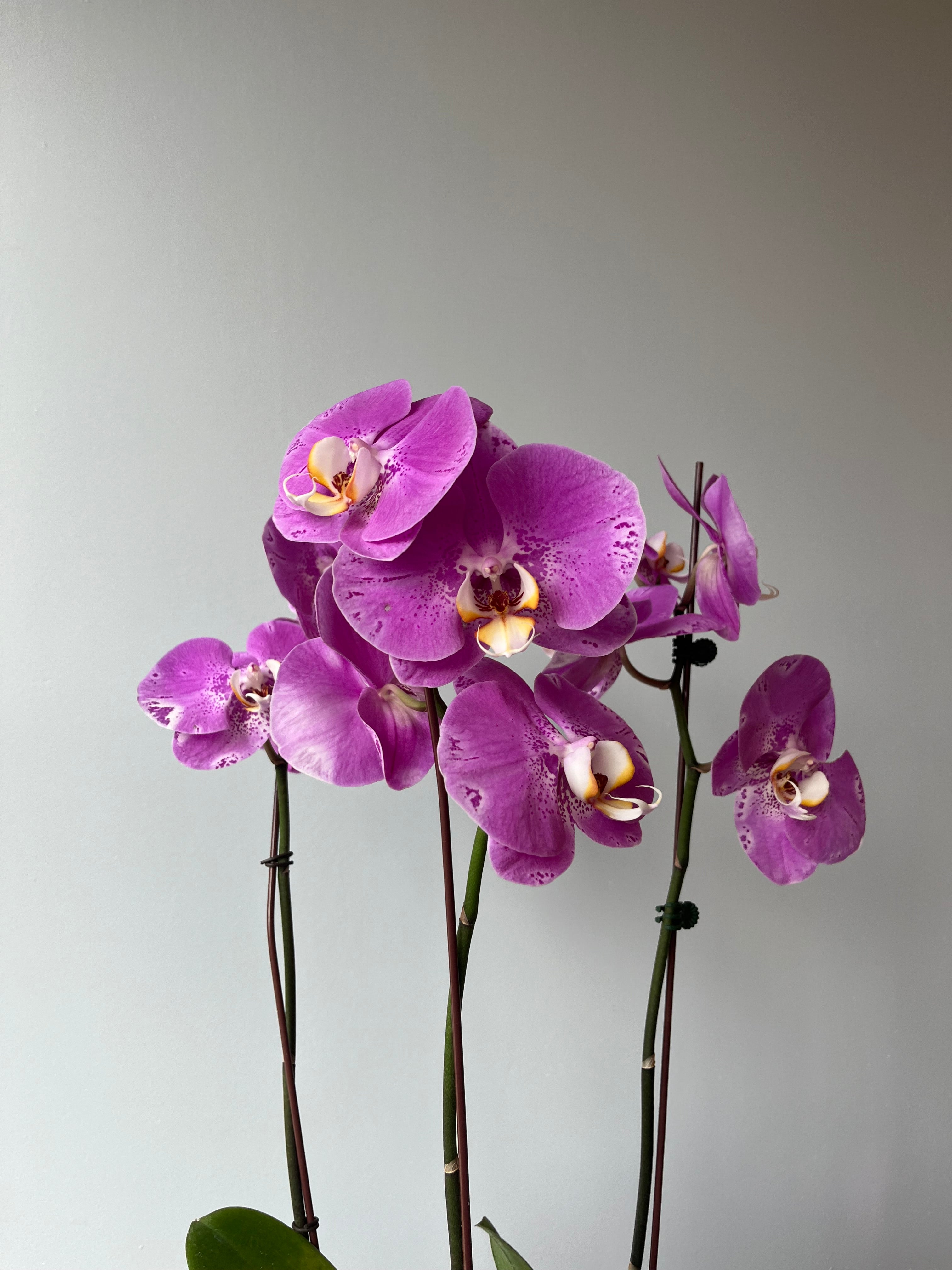 Arreglo de Orquídeas Otoño Rosa
