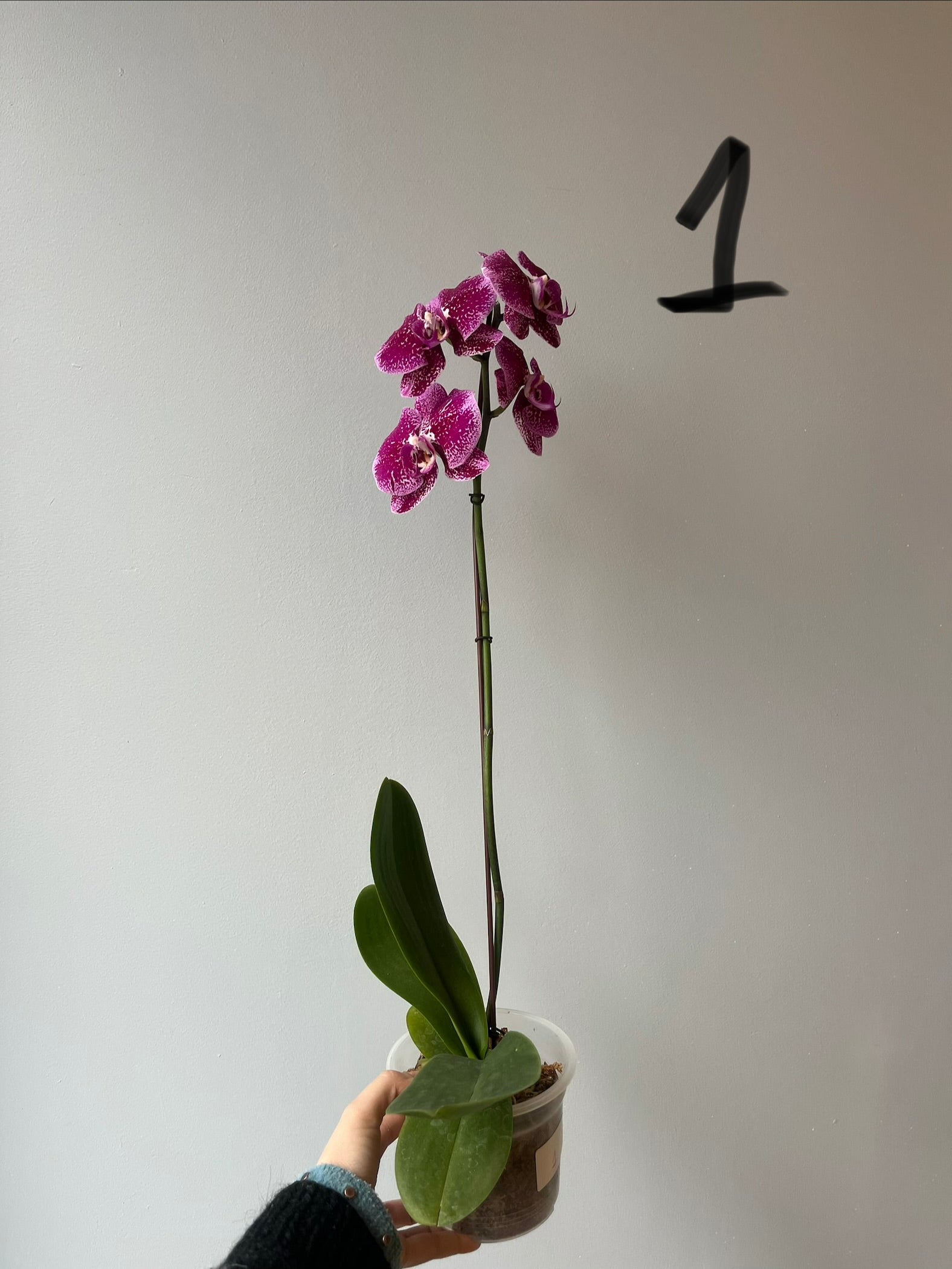 Orquídeas Grandes Fucsias  Tonos