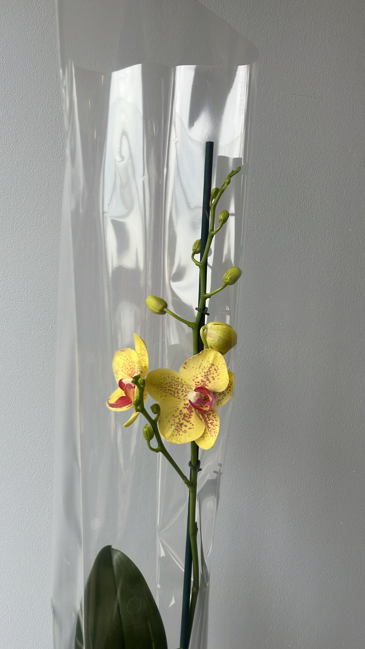 Orquídea Amarilla Pecas