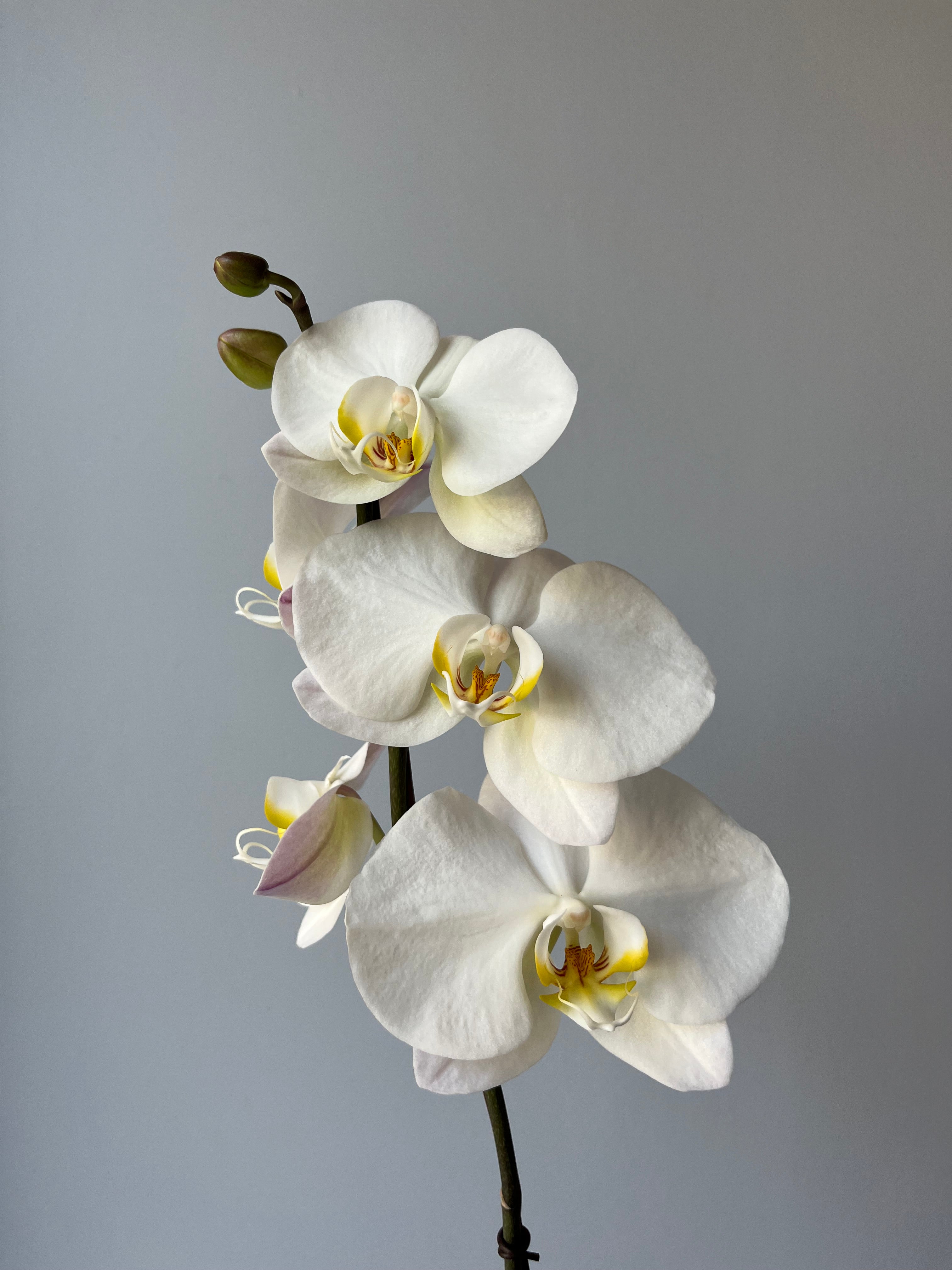 Orquídea Blanca Una Vara