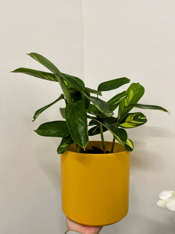 Planta Maranta Arundinacea