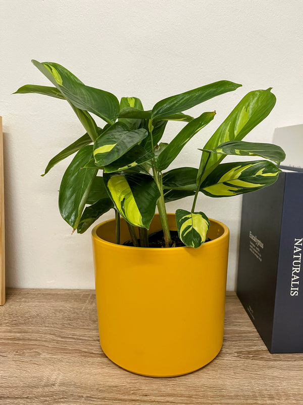 Planta Maranta Arundinacea