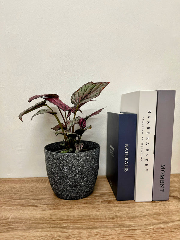 Planta Begonia rex
