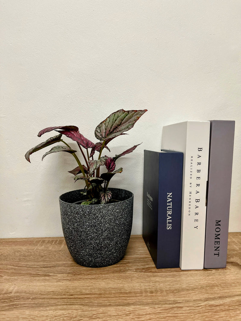 Planta Begonia rex