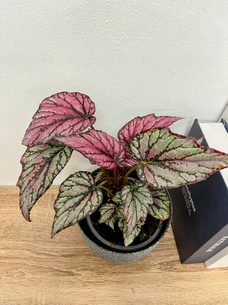 Planta Begonia rex