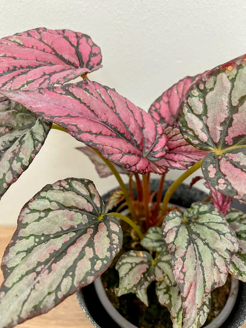 Planta Begonia rex