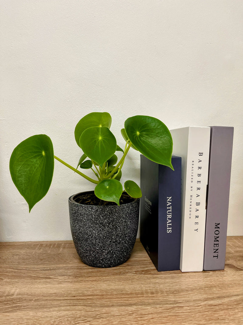 Planta Peperonia o Cucharita