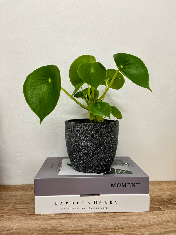 Planta Peperonia o Cucharita