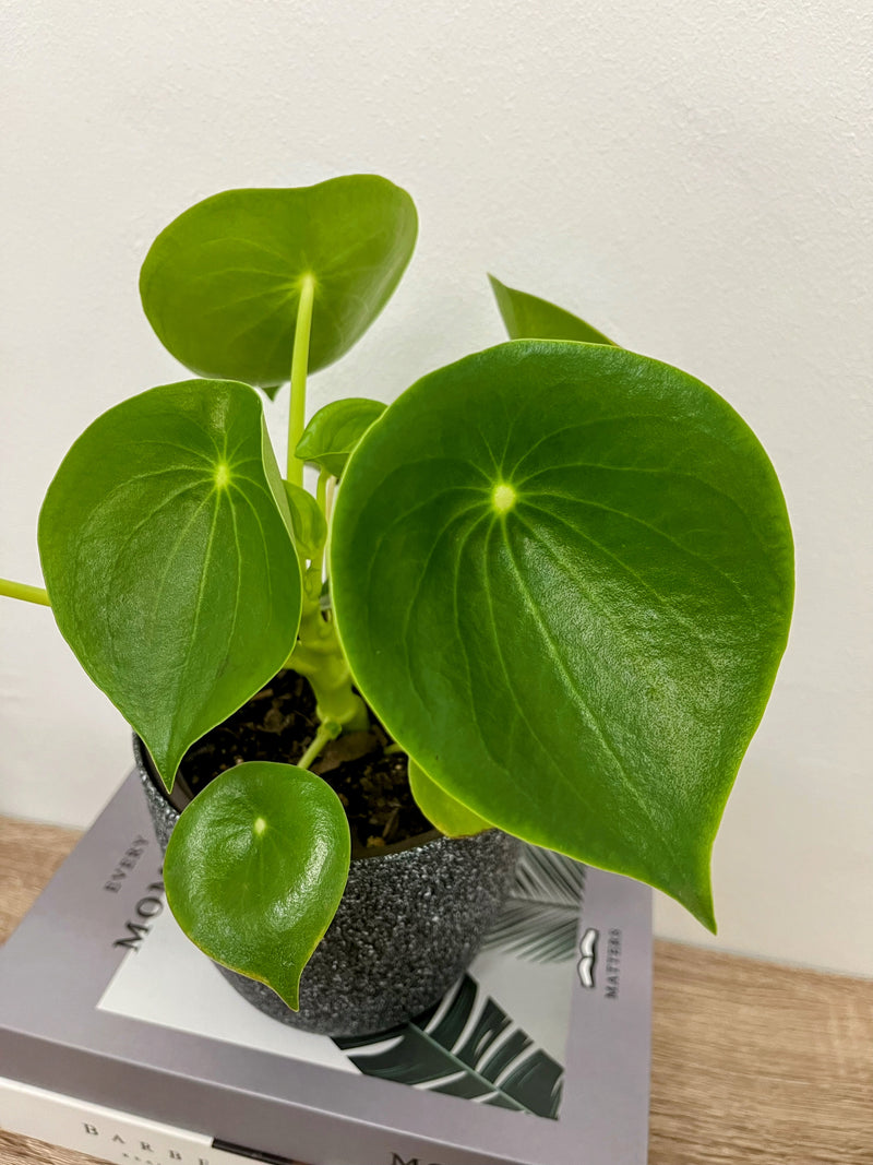 Planta Peperonia o Cucharita
