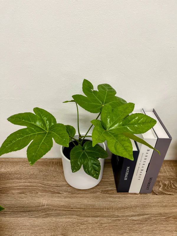 Planta Aralia japonica