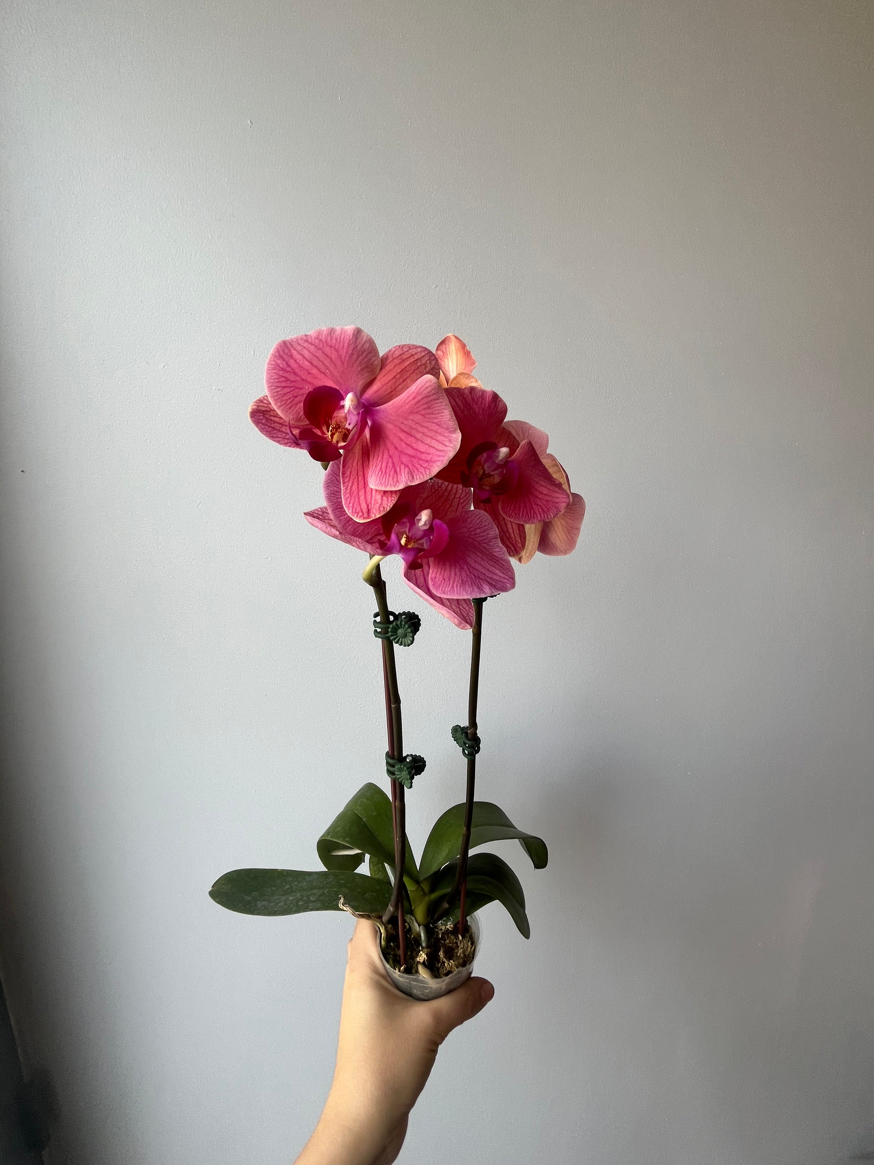 Orquídea Mediana Coral Doble Vara