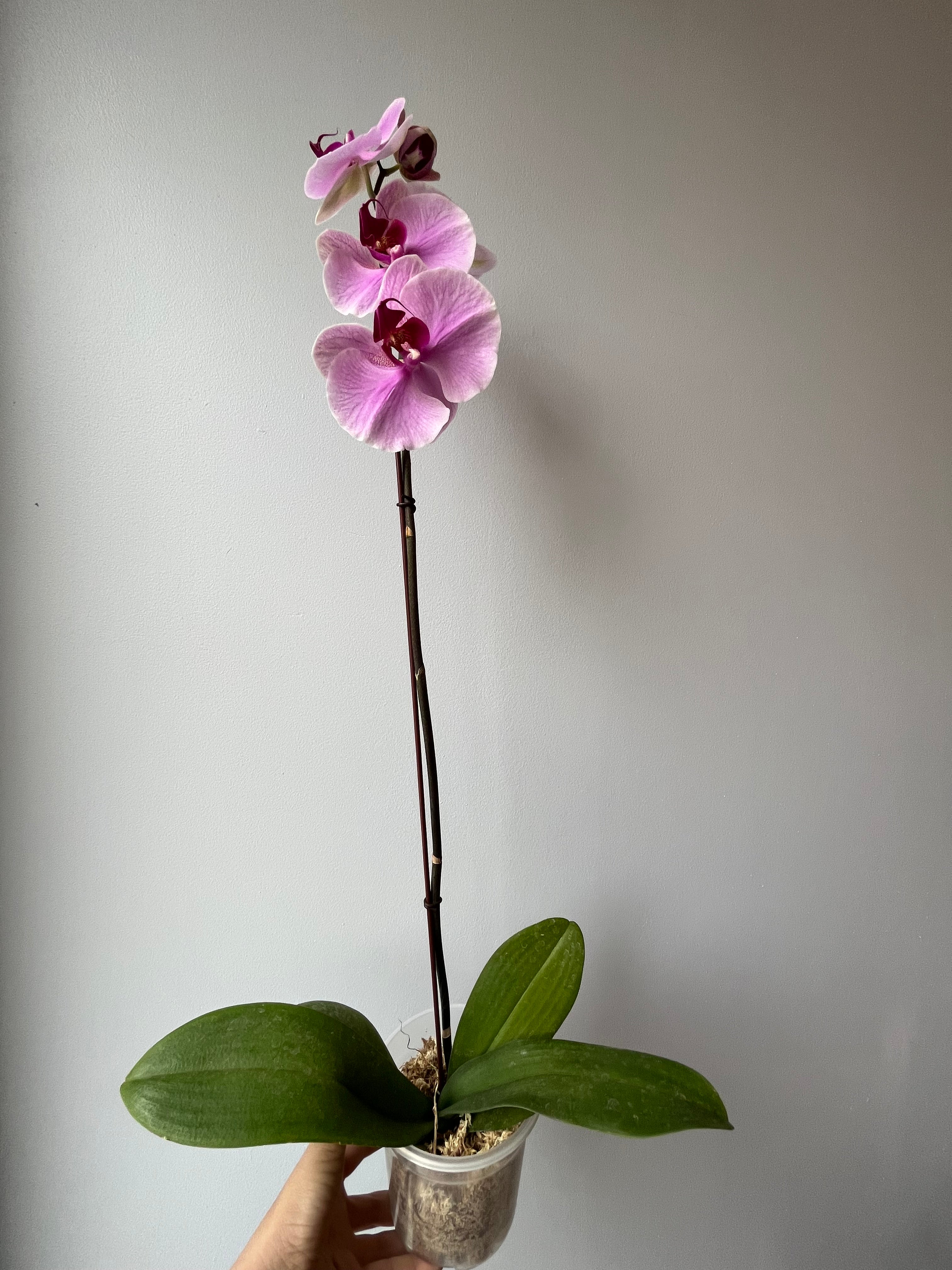 Orquídea Rosa Pastel