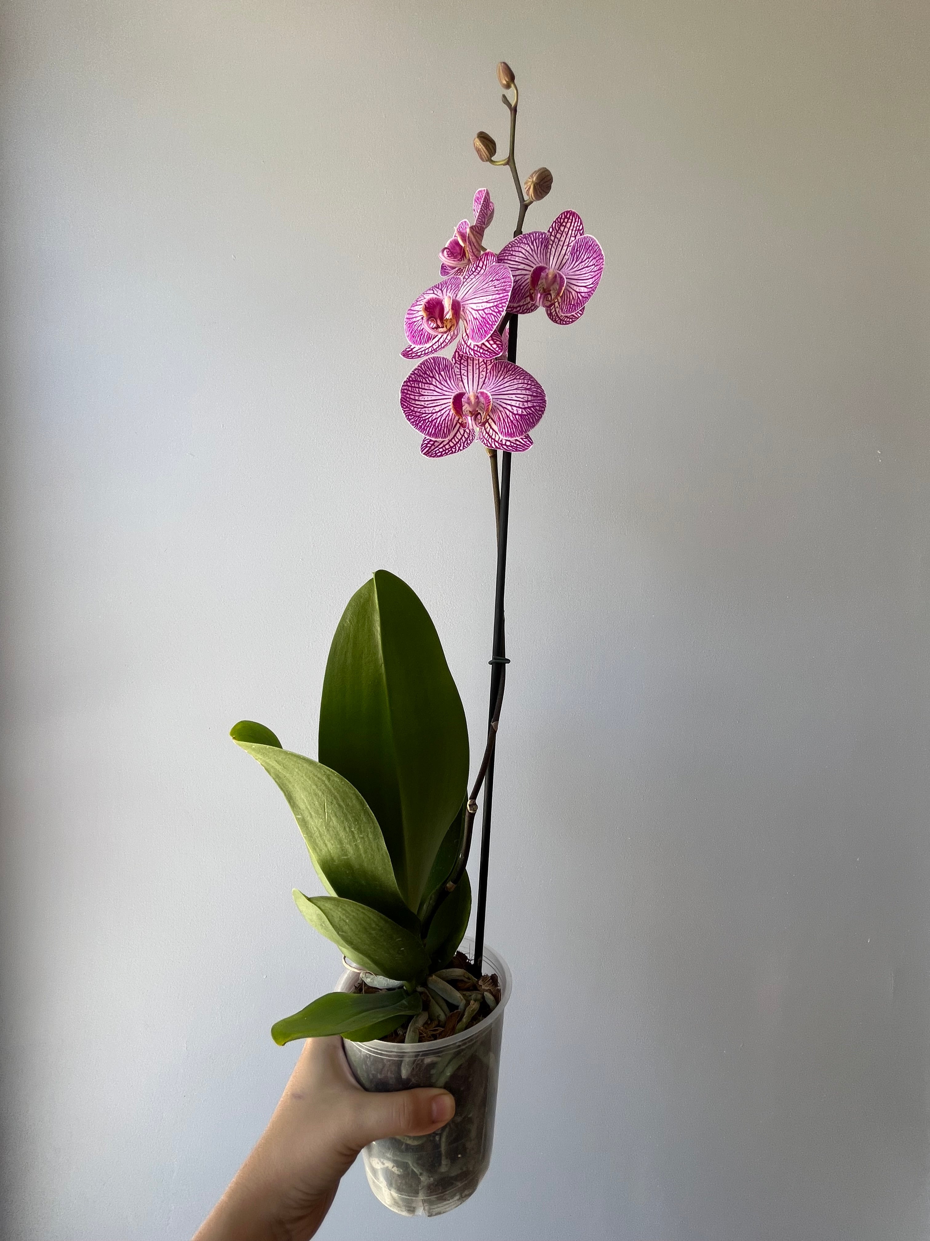 Orquídea Rosa Vetas Una Vara