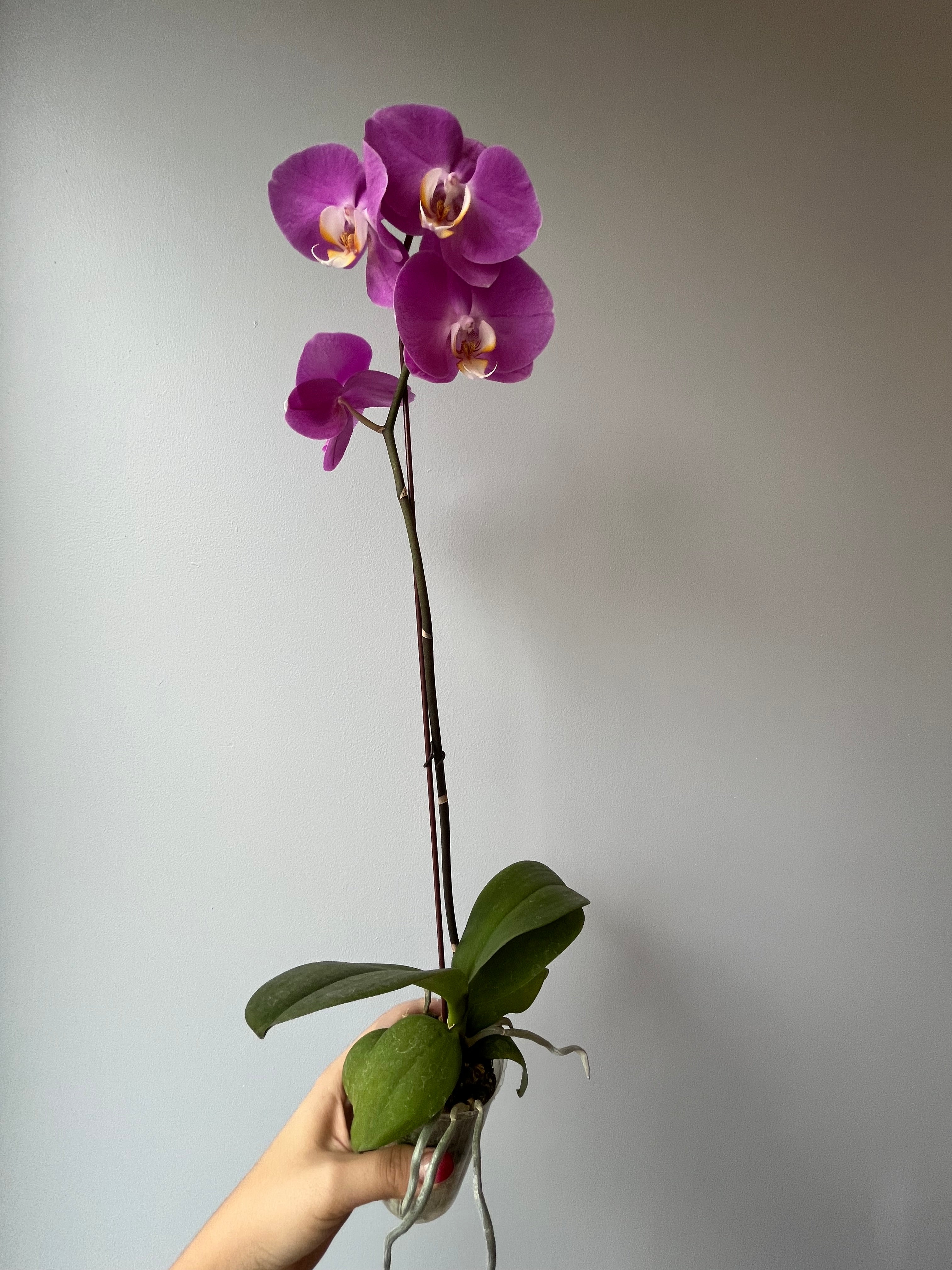Orquídea Pequeña Rosada