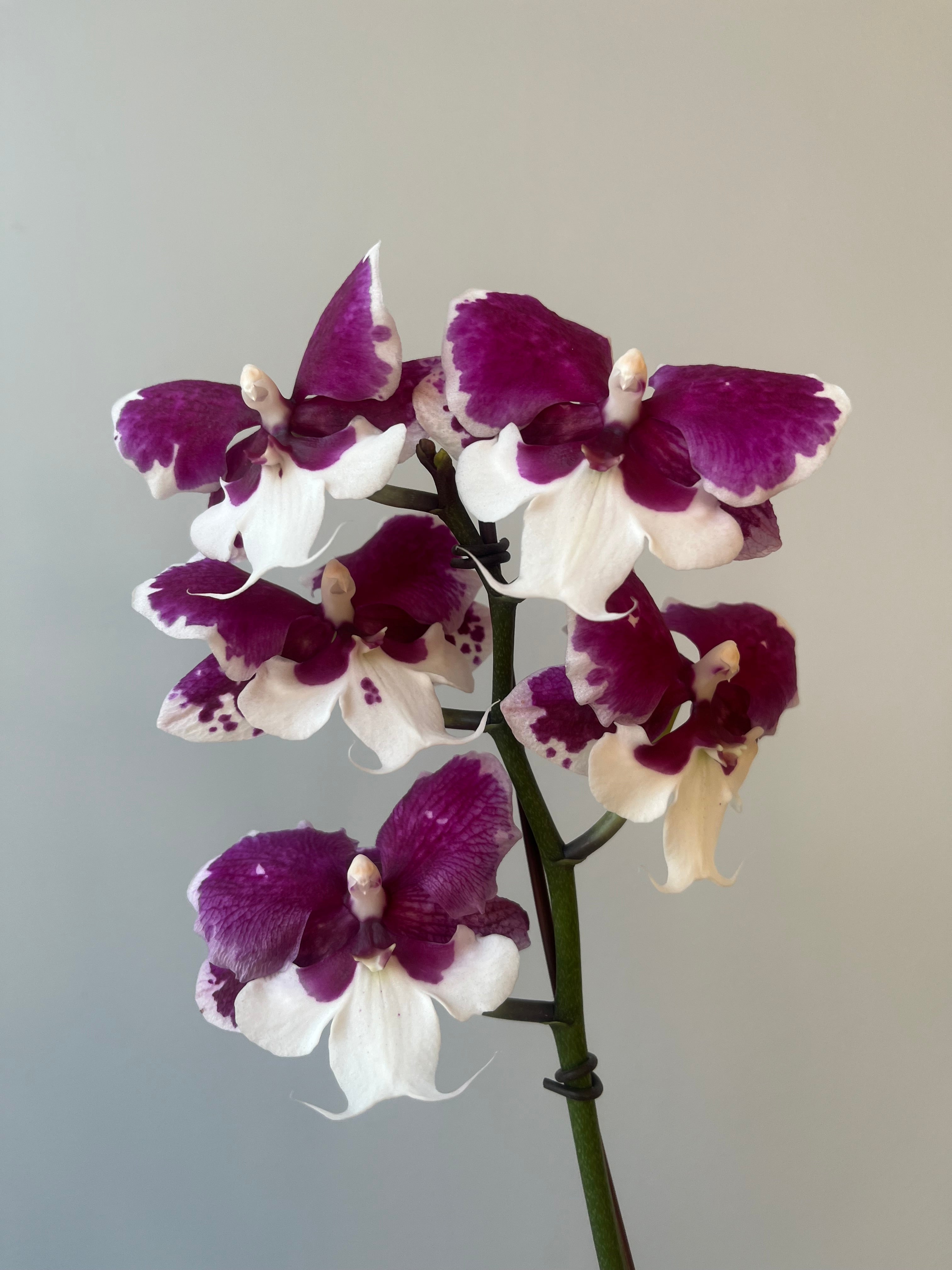 Orquídea Fucsia Oscuro Mediana Liquidación