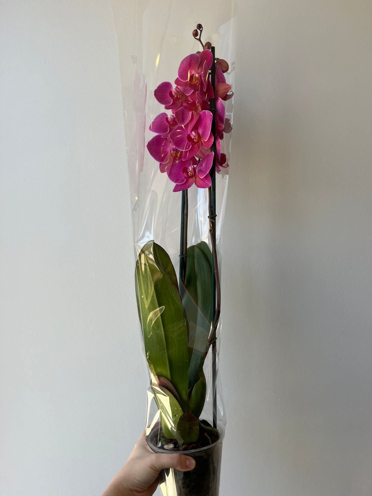 Orquídea Coral